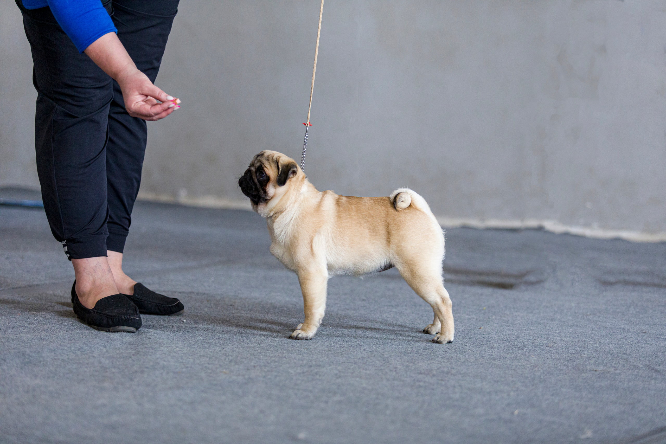 Выставки. Фотограф — анималист Татьяна Ли