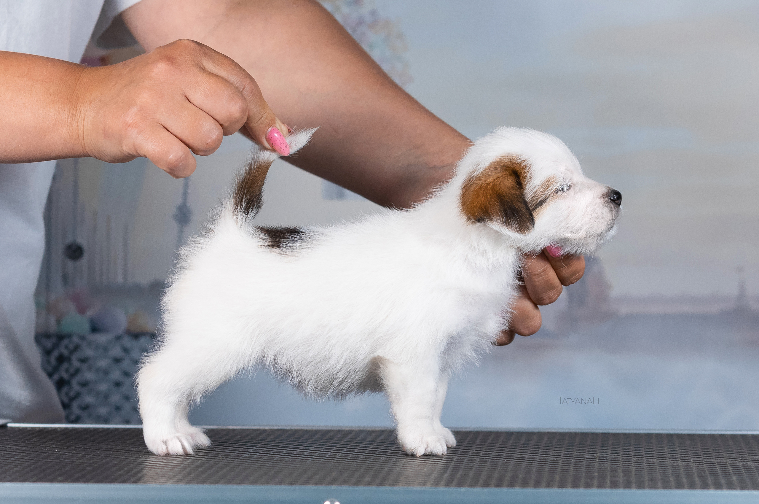 Джек-рассел-терьер. Фотограф — анималист Татьяна Ли