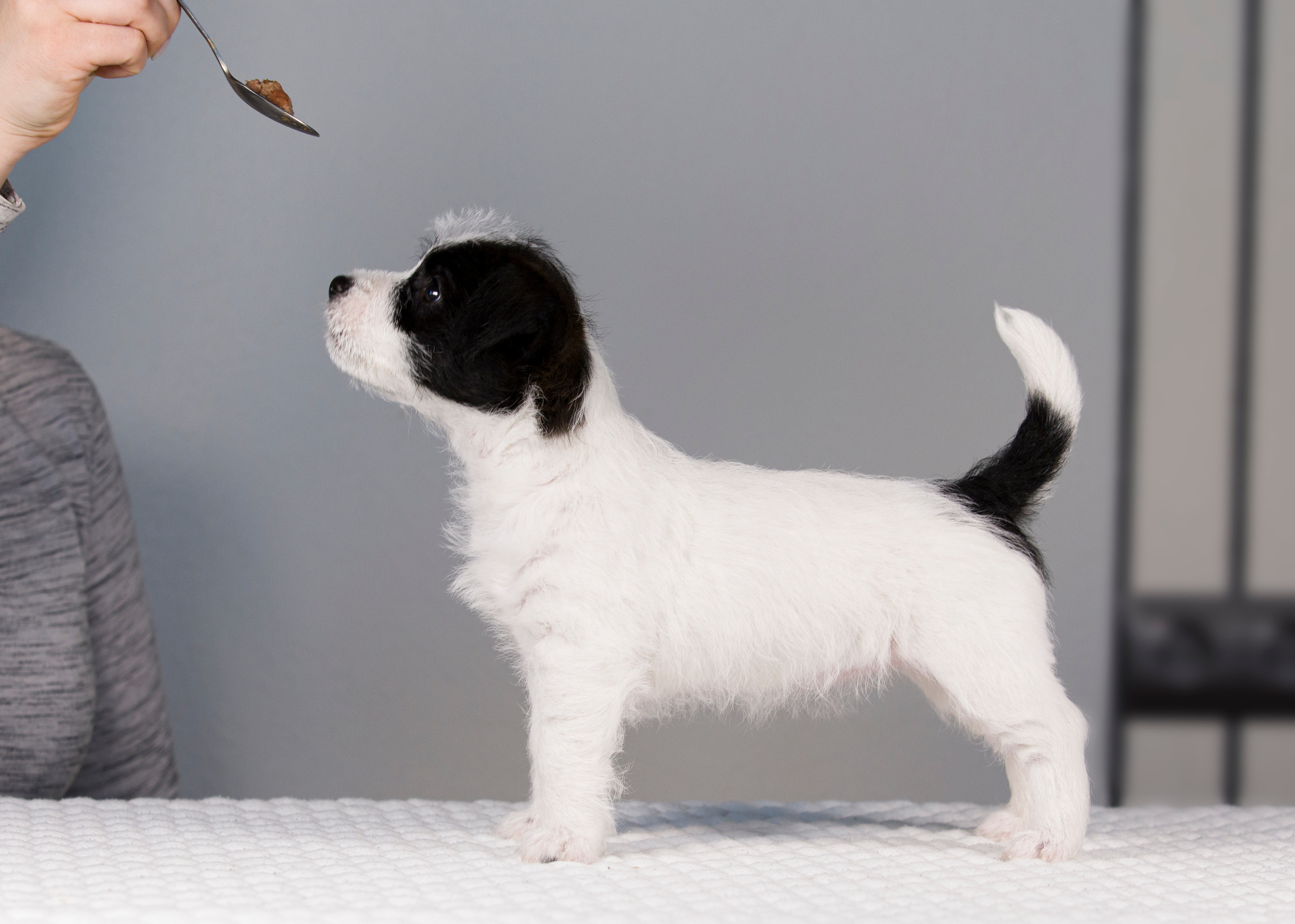 Щенки. Фотограф — анималист Татьяна Ли