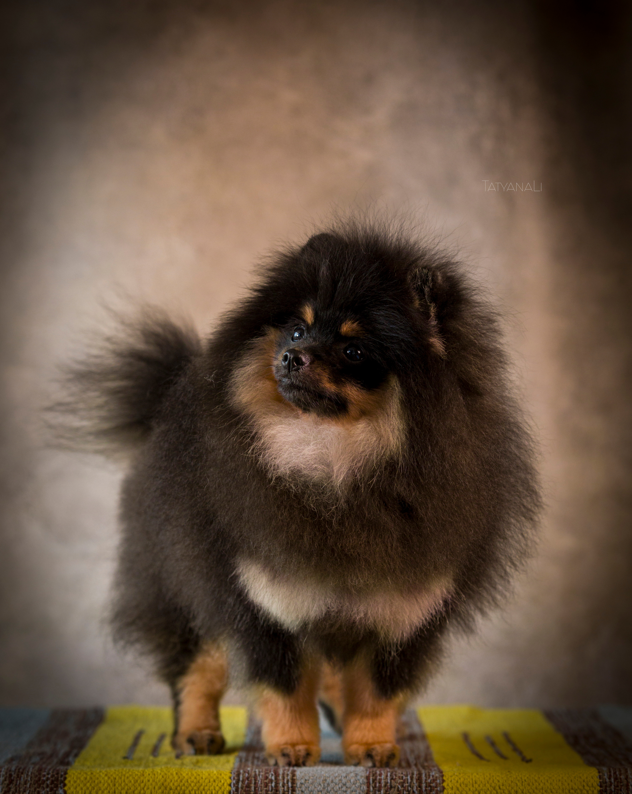 Шпиц. Фотограф — анималист Татьяна Ли