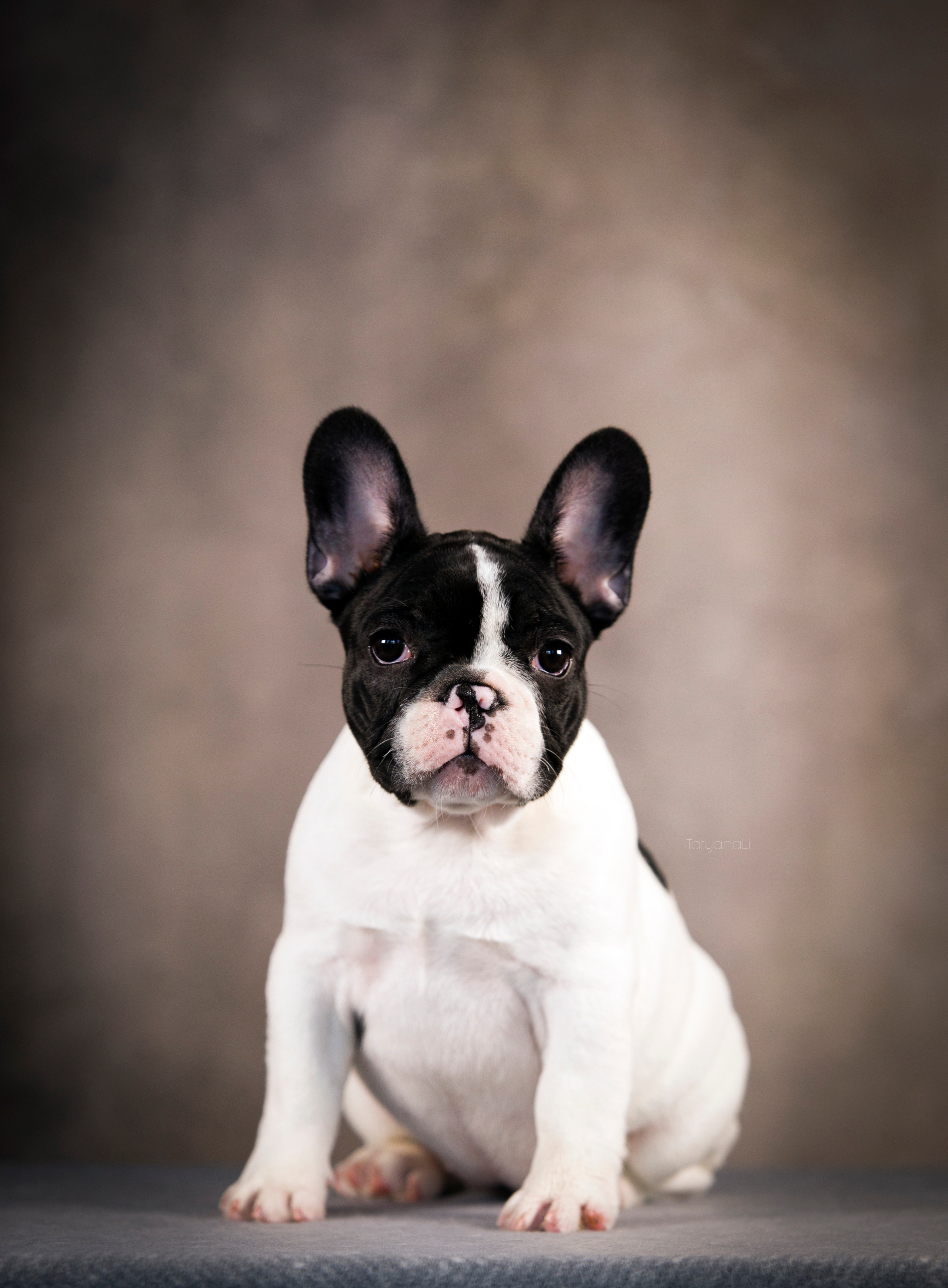 Щенки. Фотограф — анималист Татьяна Ли