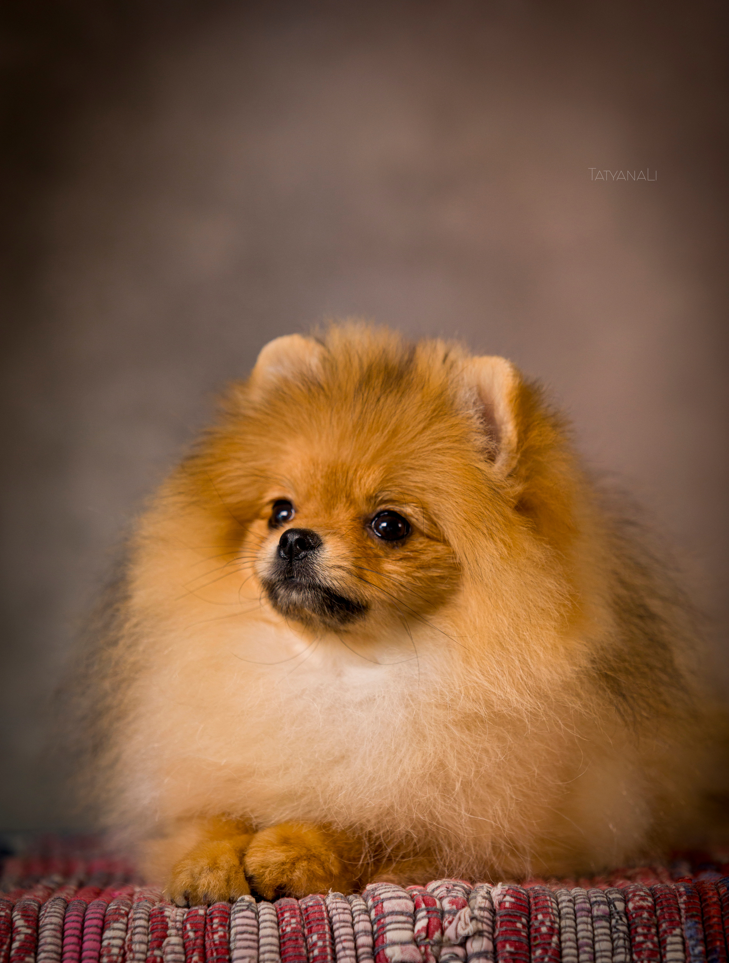 Шпиц. Фотограф — анималист Татьяна Ли