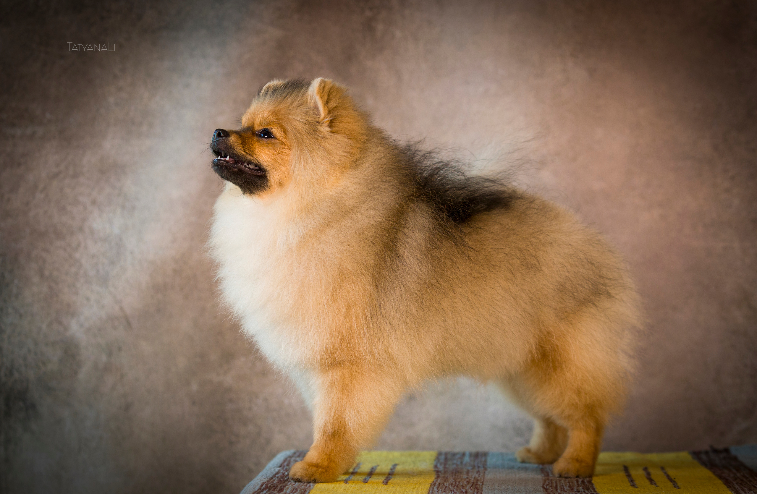 Шпиц. Фотограф — анималист Татьяна Ли