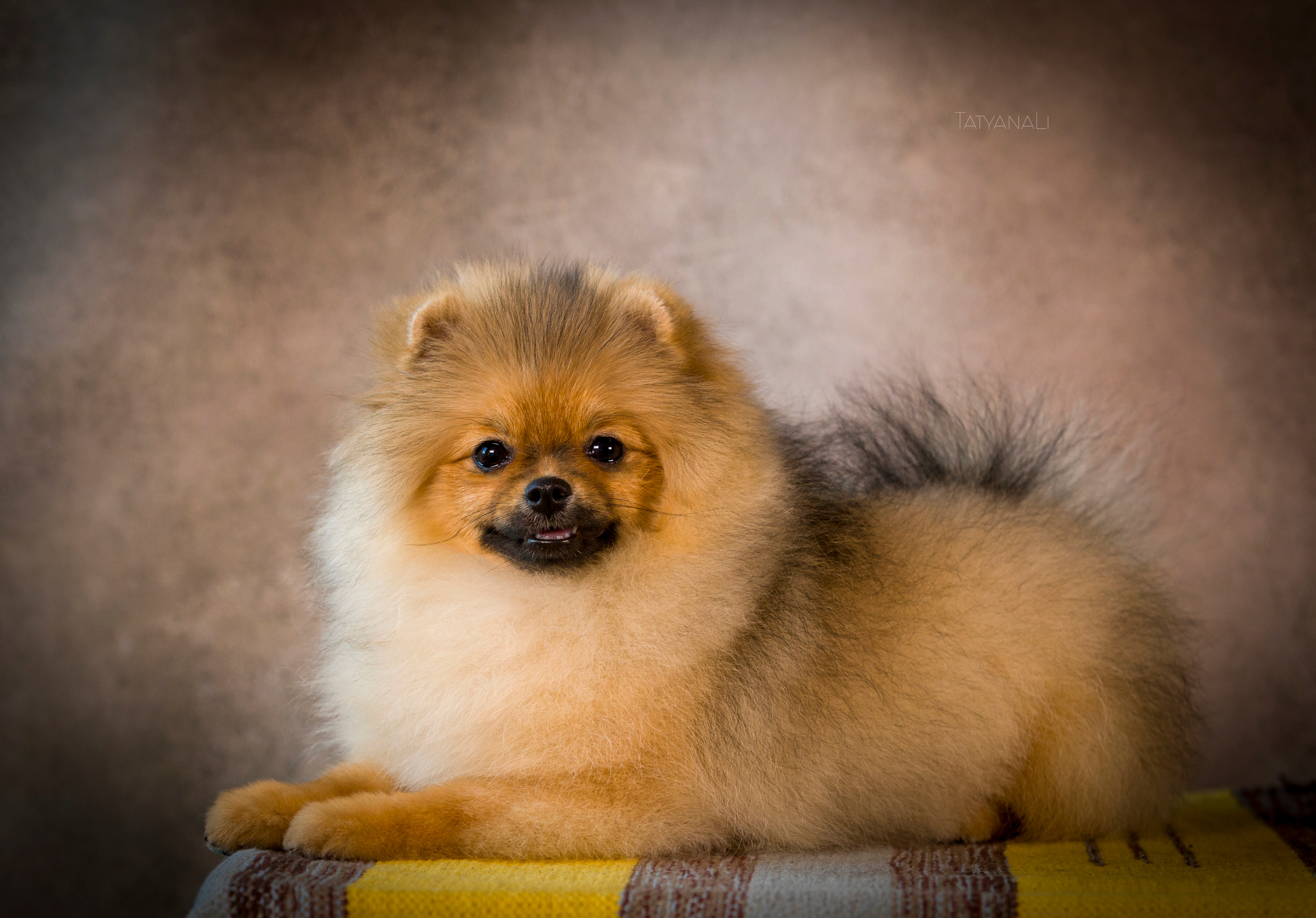 Шпиц. Фотограф — анималист Татьяна Ли