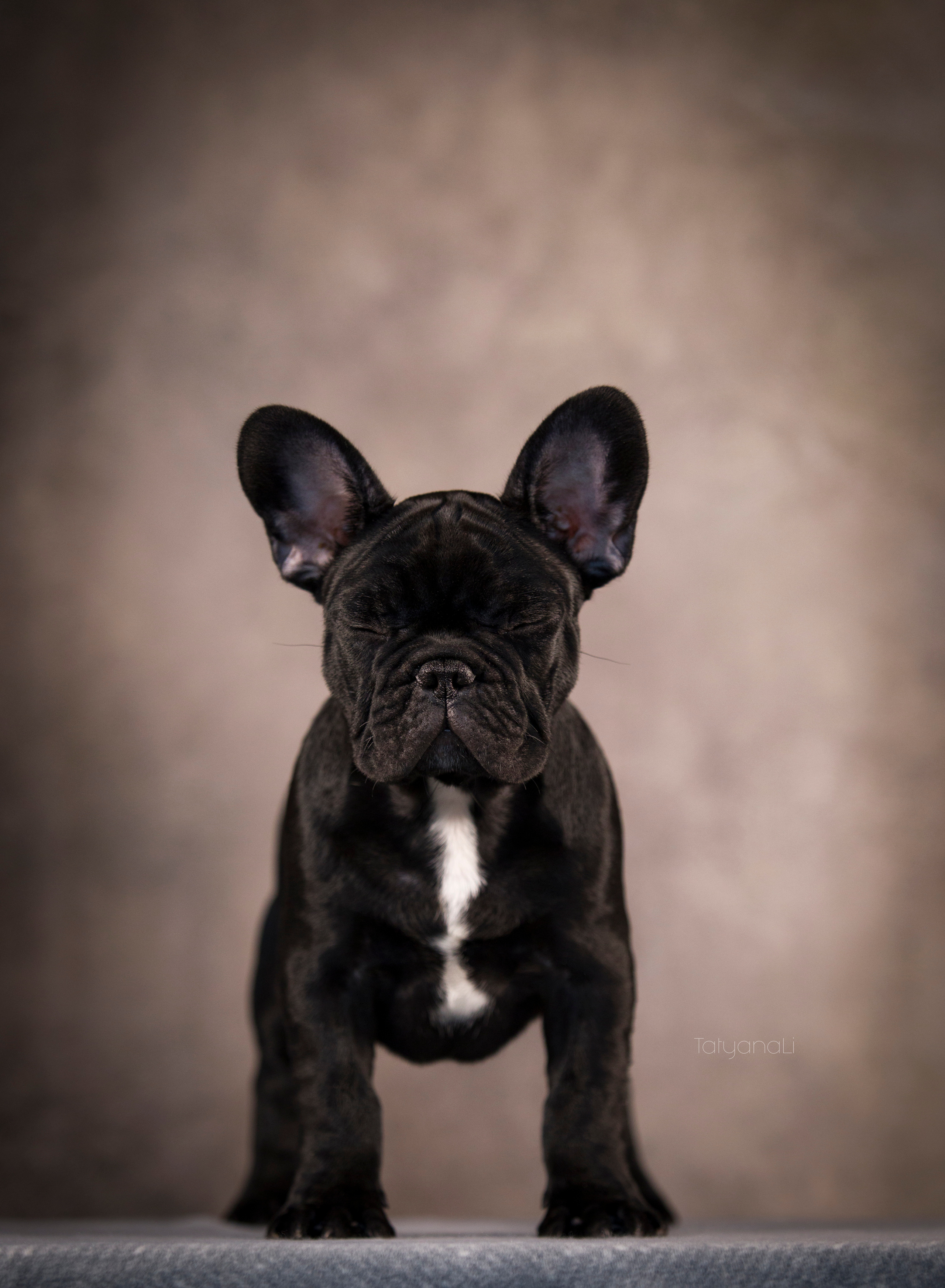 Щенки. Фотограф — анималист Татьяна Ли