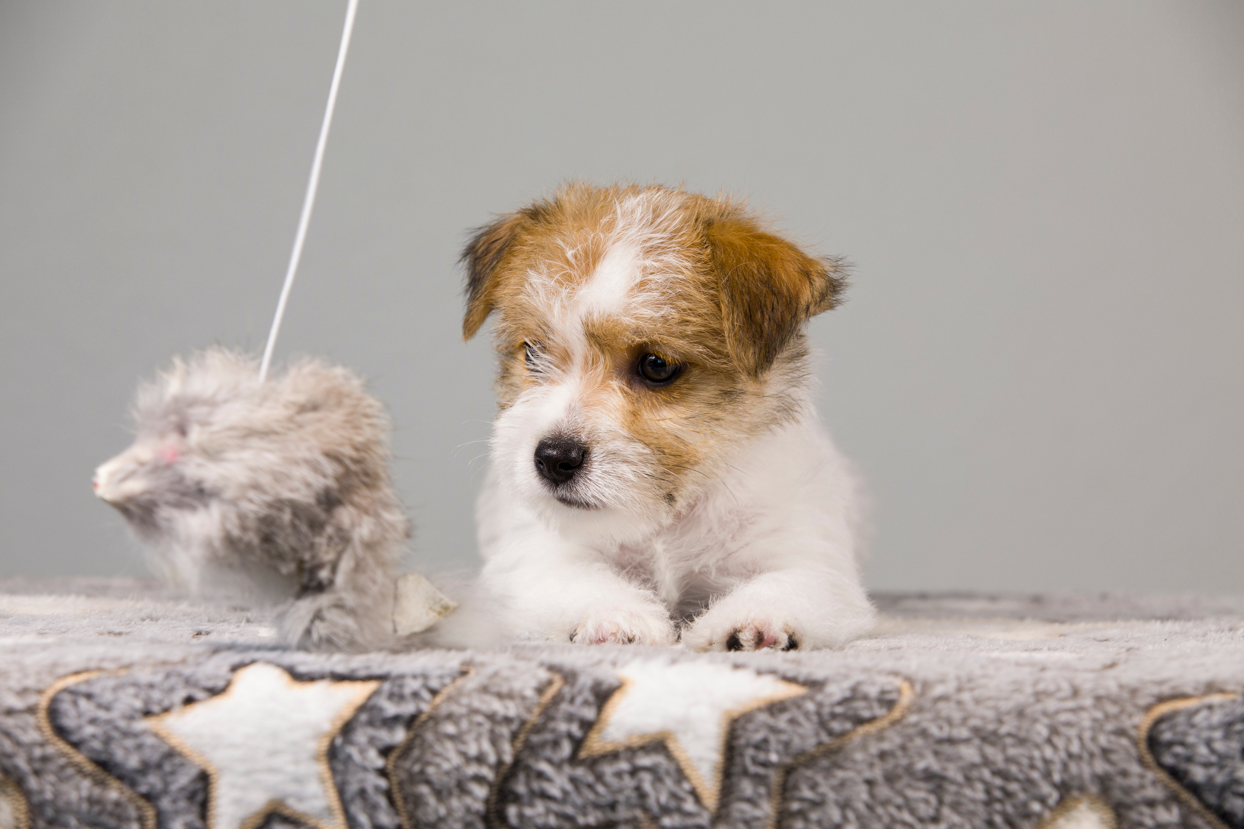 Щенки. Фотограф — анималист Татьяна Ли