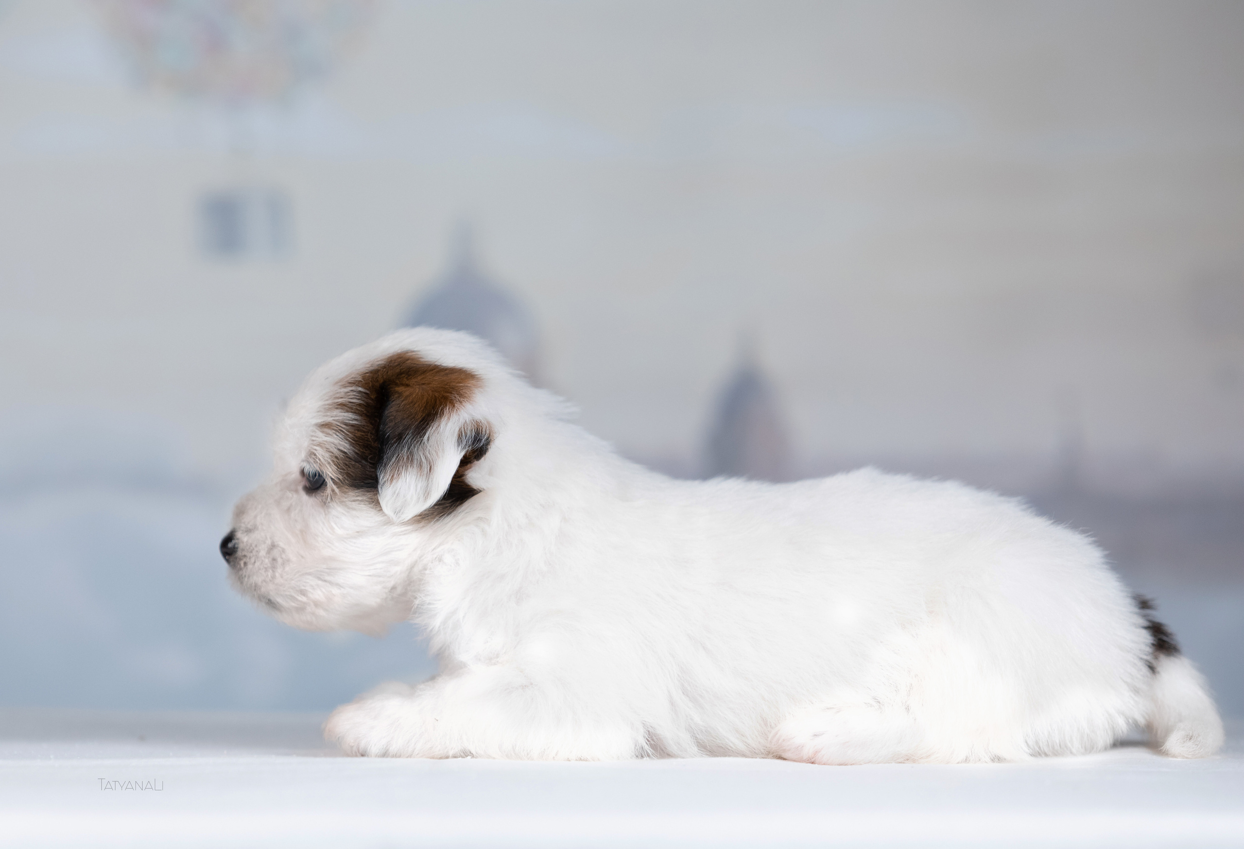 Джек-рассел-терьер. Фотограф — анималист Татьяна Ли