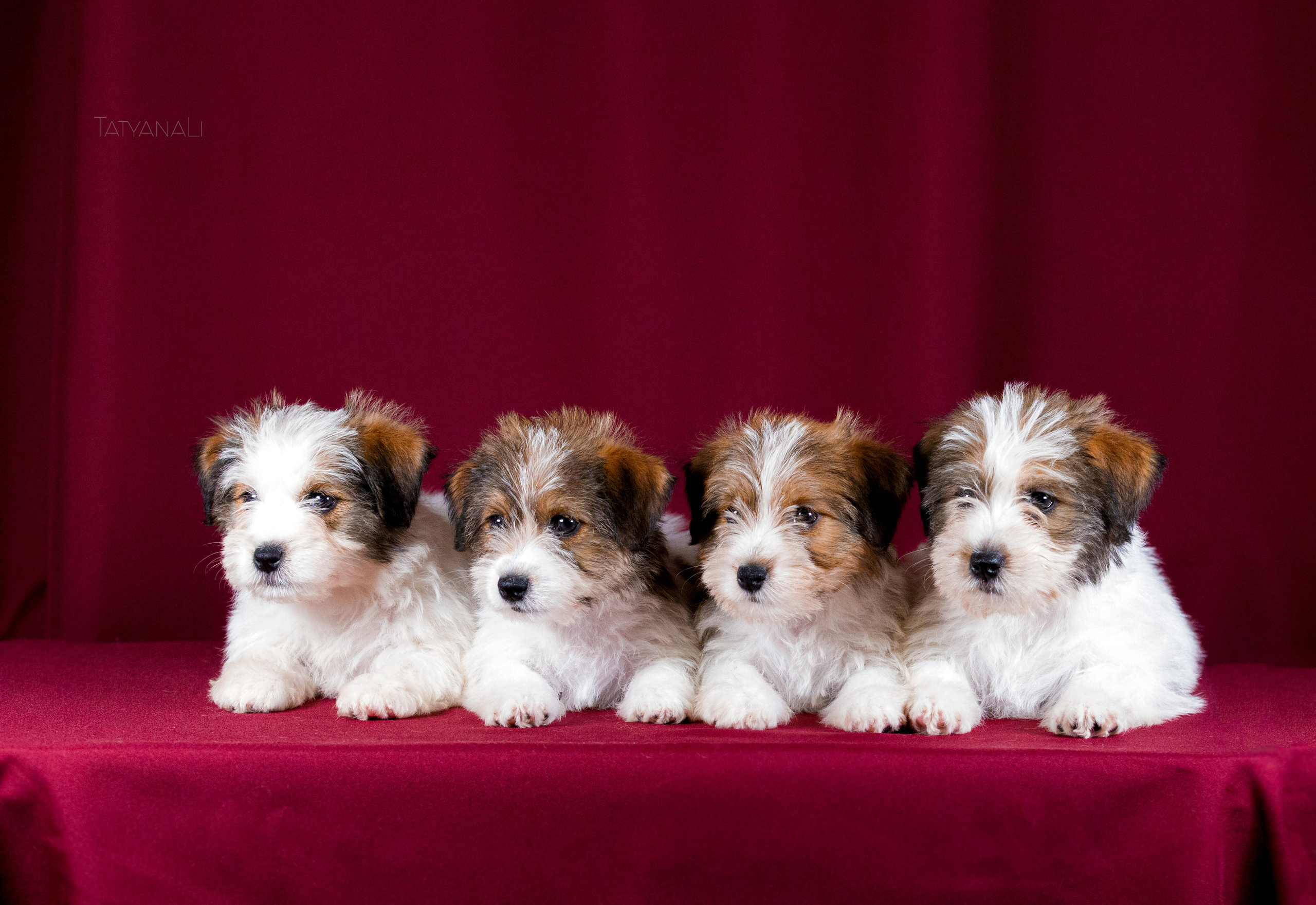 Фотограф — анималист Татьяна Ли