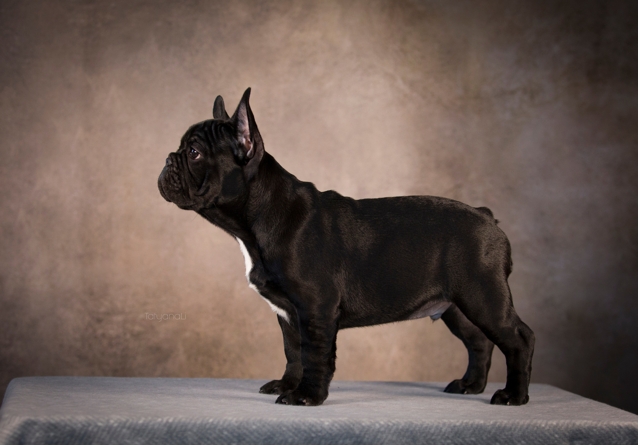 Щенки. Фотограф — анималист Татьяна Ли