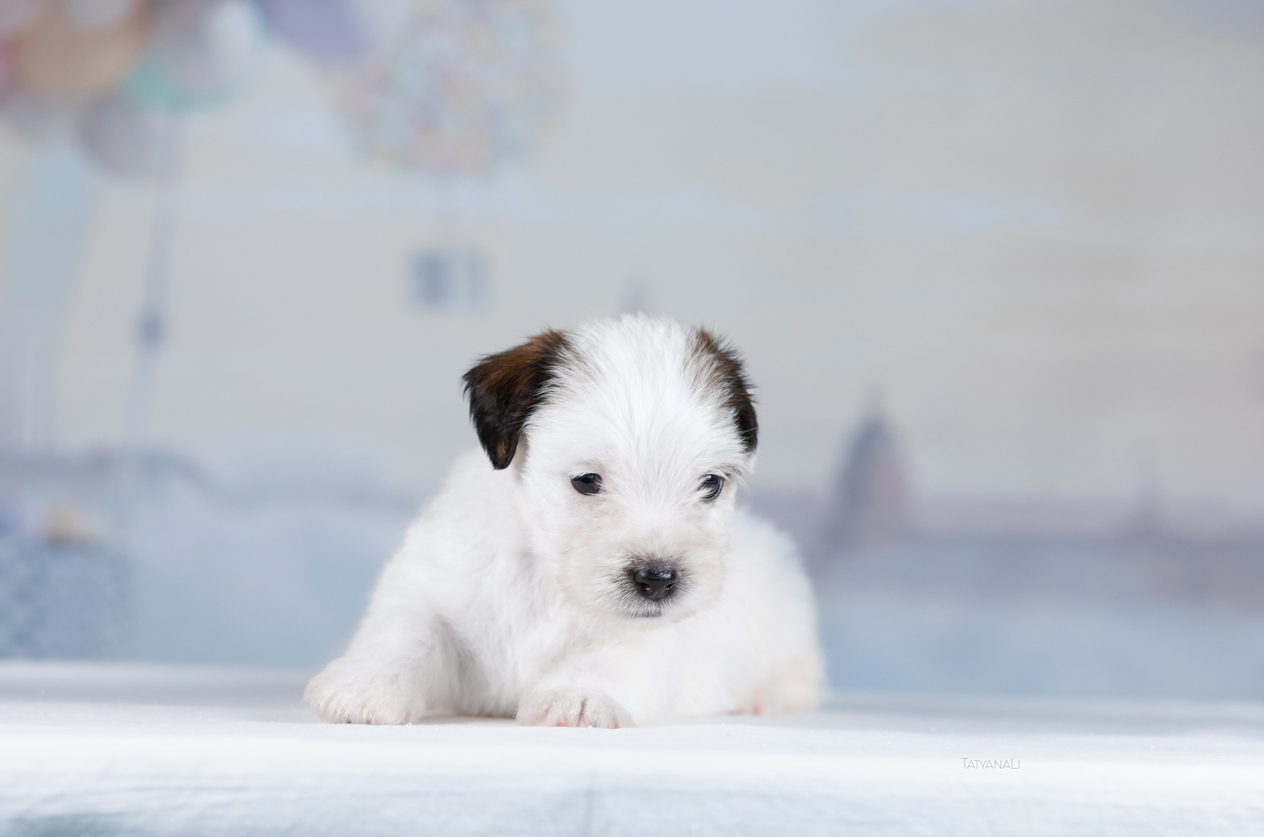 Джек-рассел-терьер. Фотограф — анималист Татьяна Ли