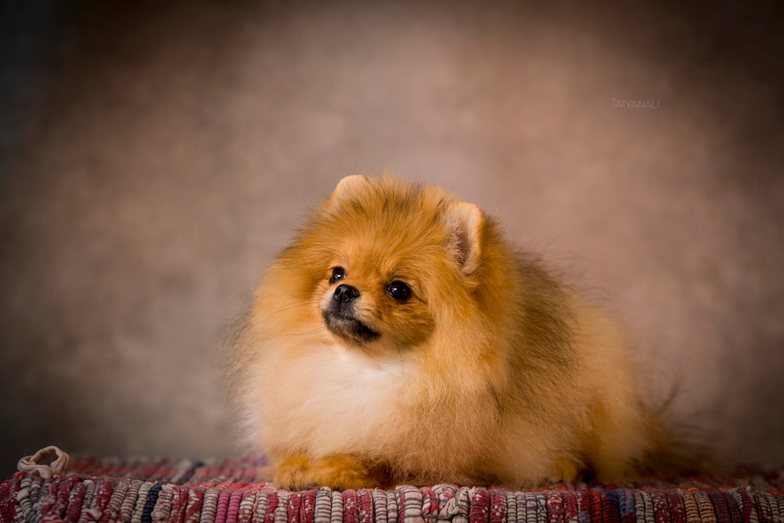 Шпиц. Фотограф — анималист Татьяна Ли