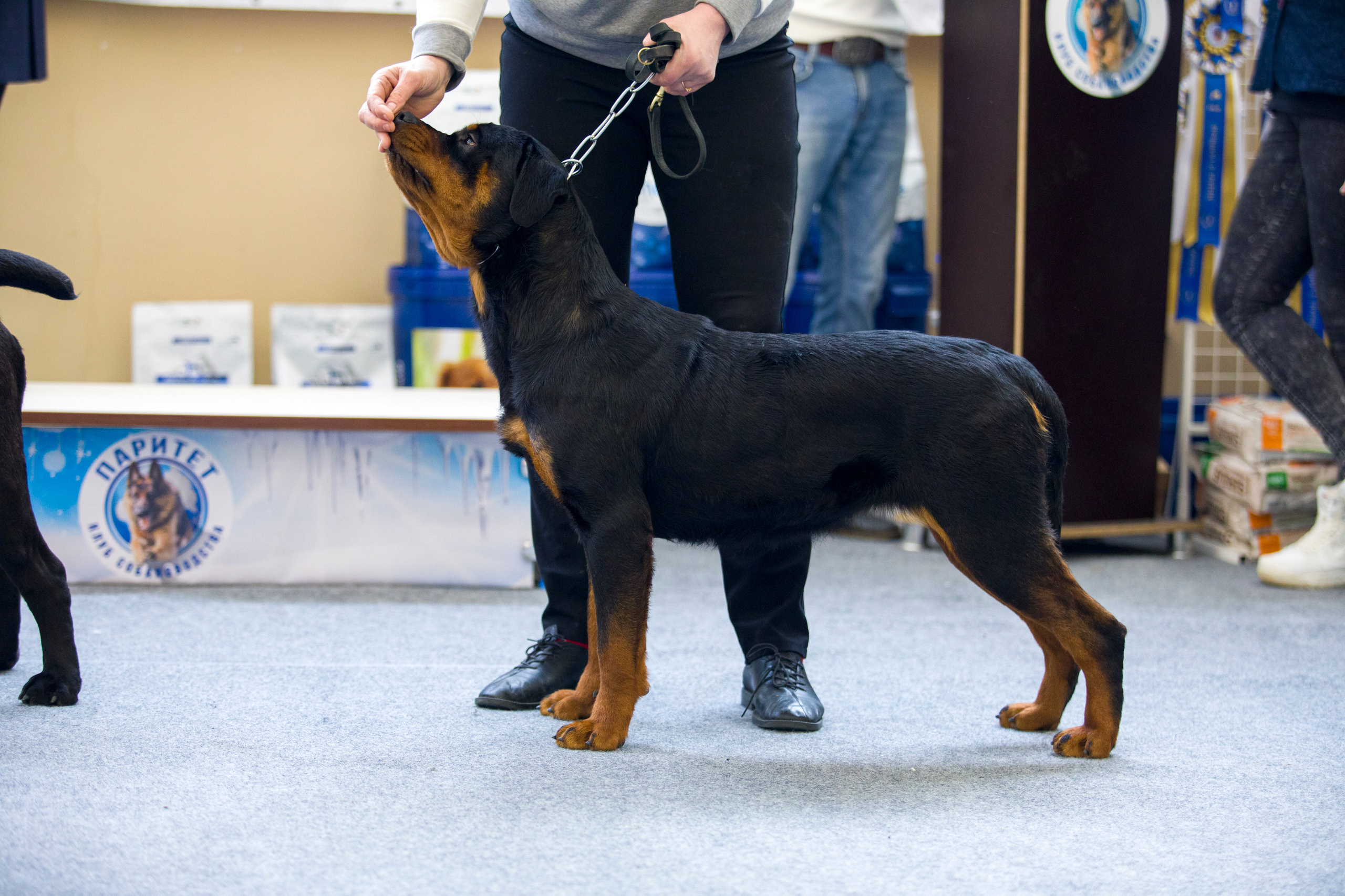 Выставки. Фотограф — анималист Татьяна Ли