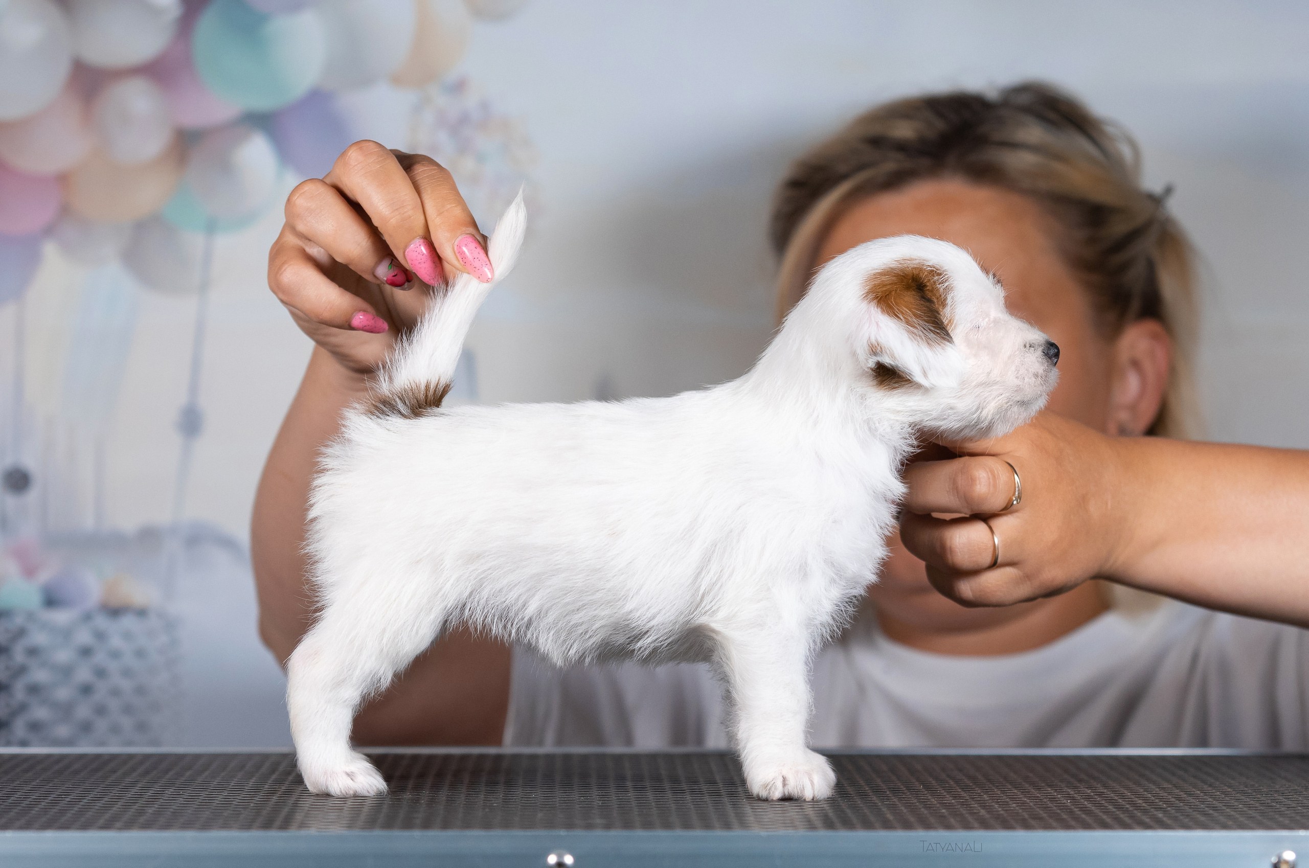 Джек-рассел-терьер. Фотограф — анималист Татьяна Ли