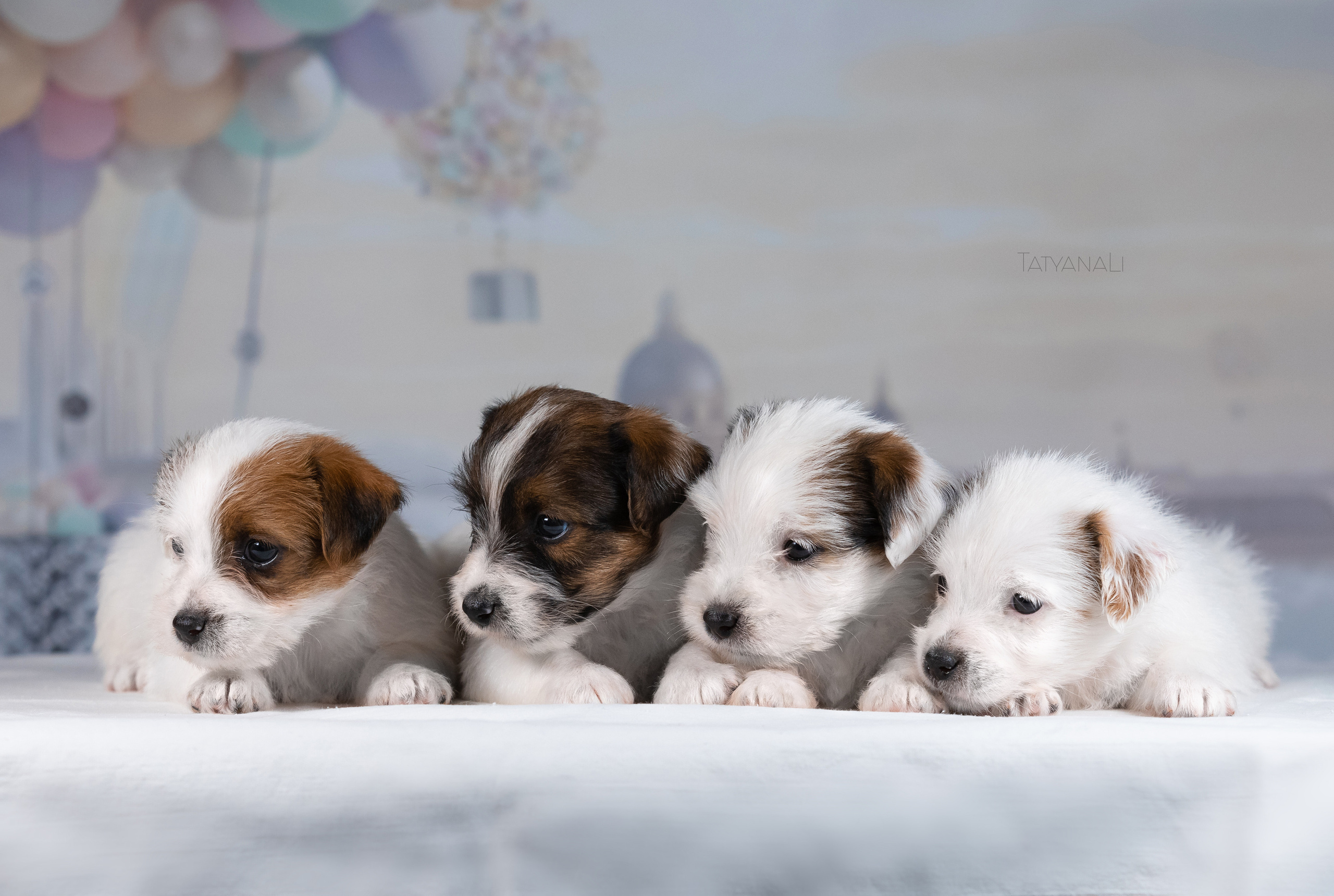 Джек-рассел-терьер. Фотограф — анималист Татьяна Ли