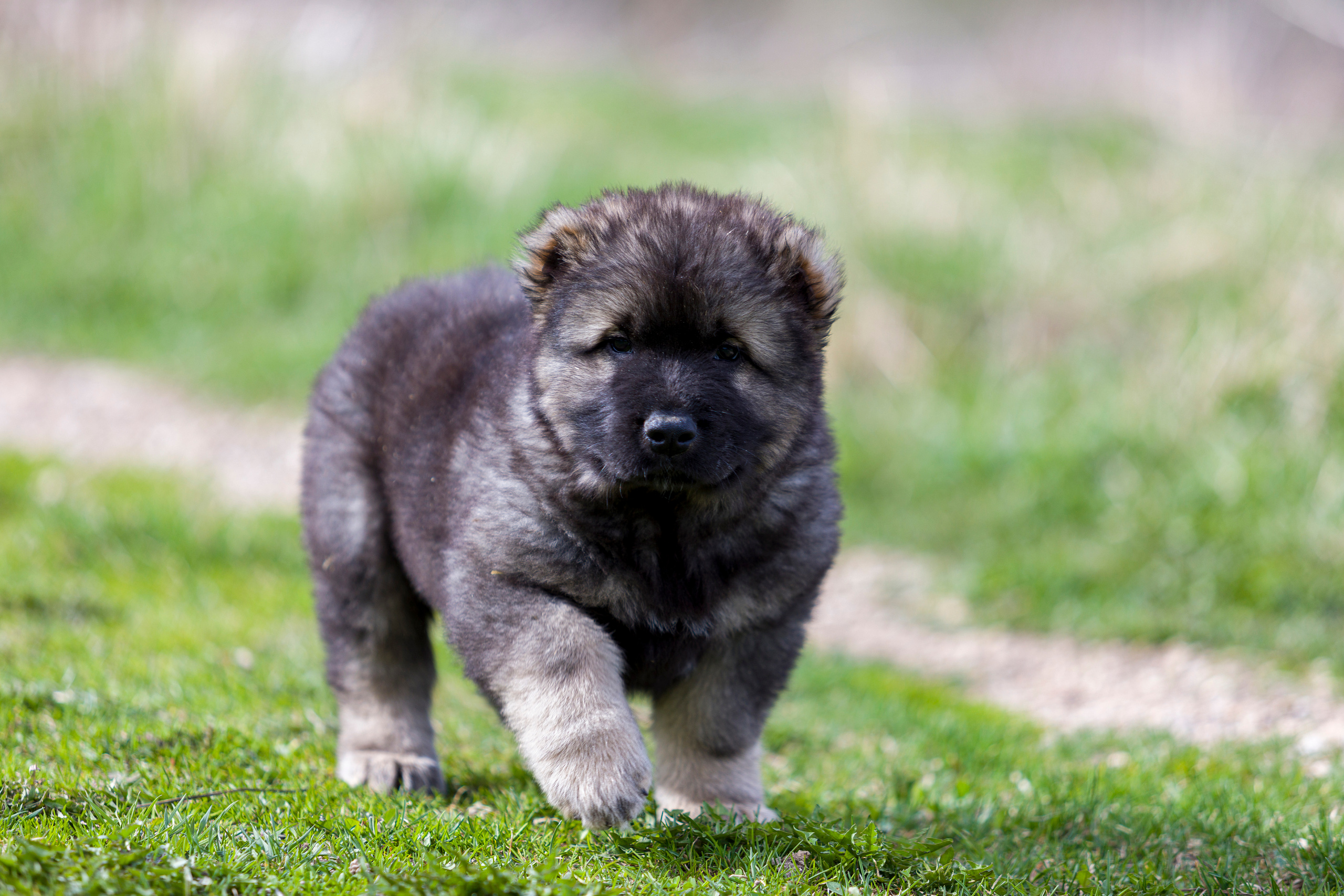 Щенки. Фотограф — анималист Татьяна Ли