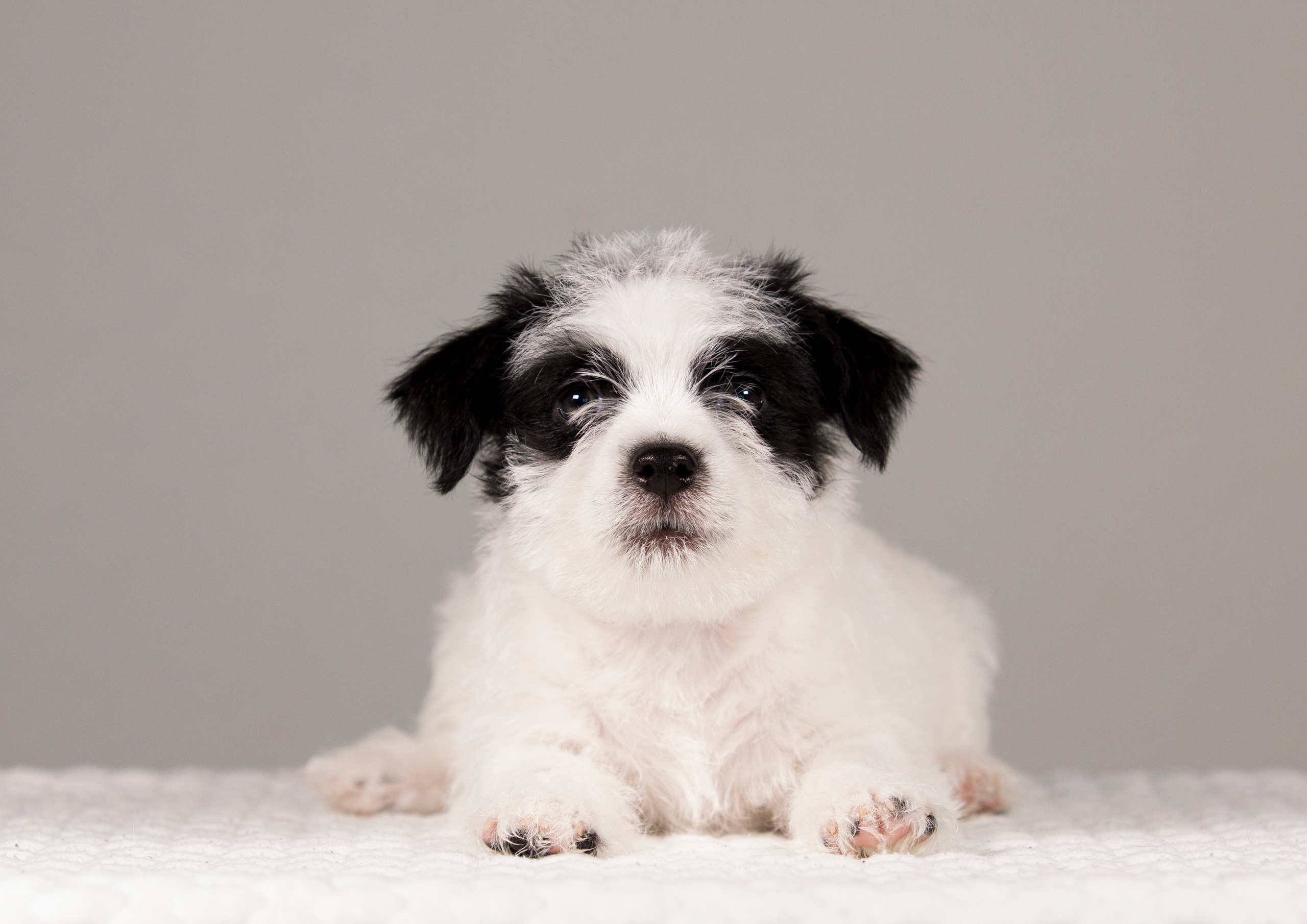 Щенки. Фотограф — анималист Татьяна Ли