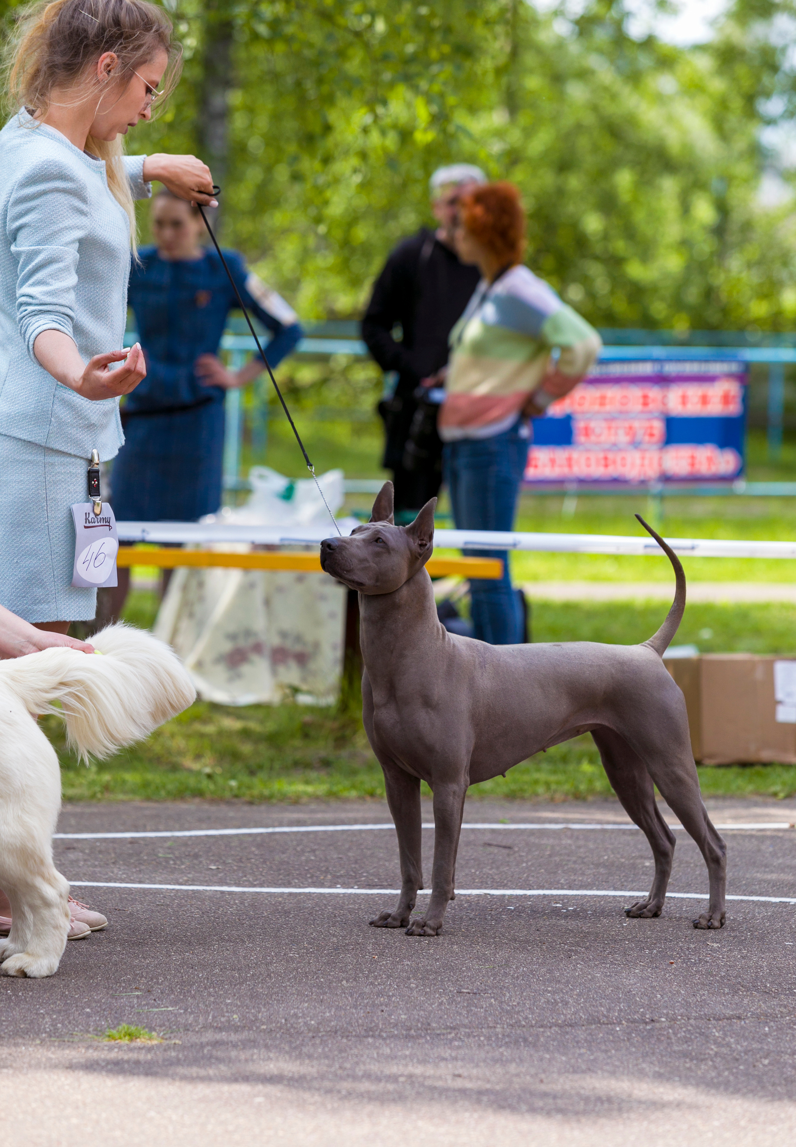 Выставки. Фотограф — анималист Татьяна Ли