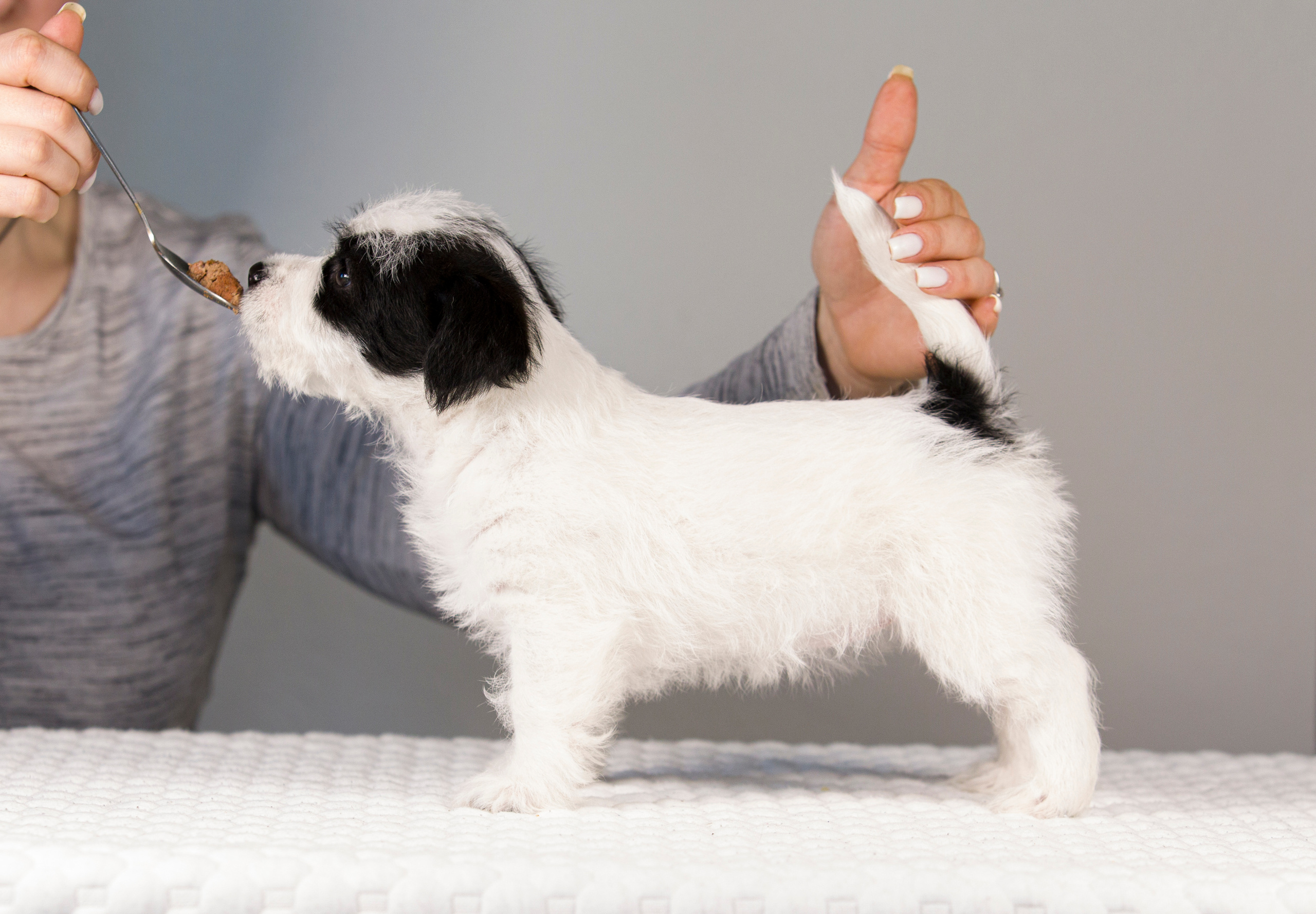 Щенки. Фотограф — анималист Татьяна Ли