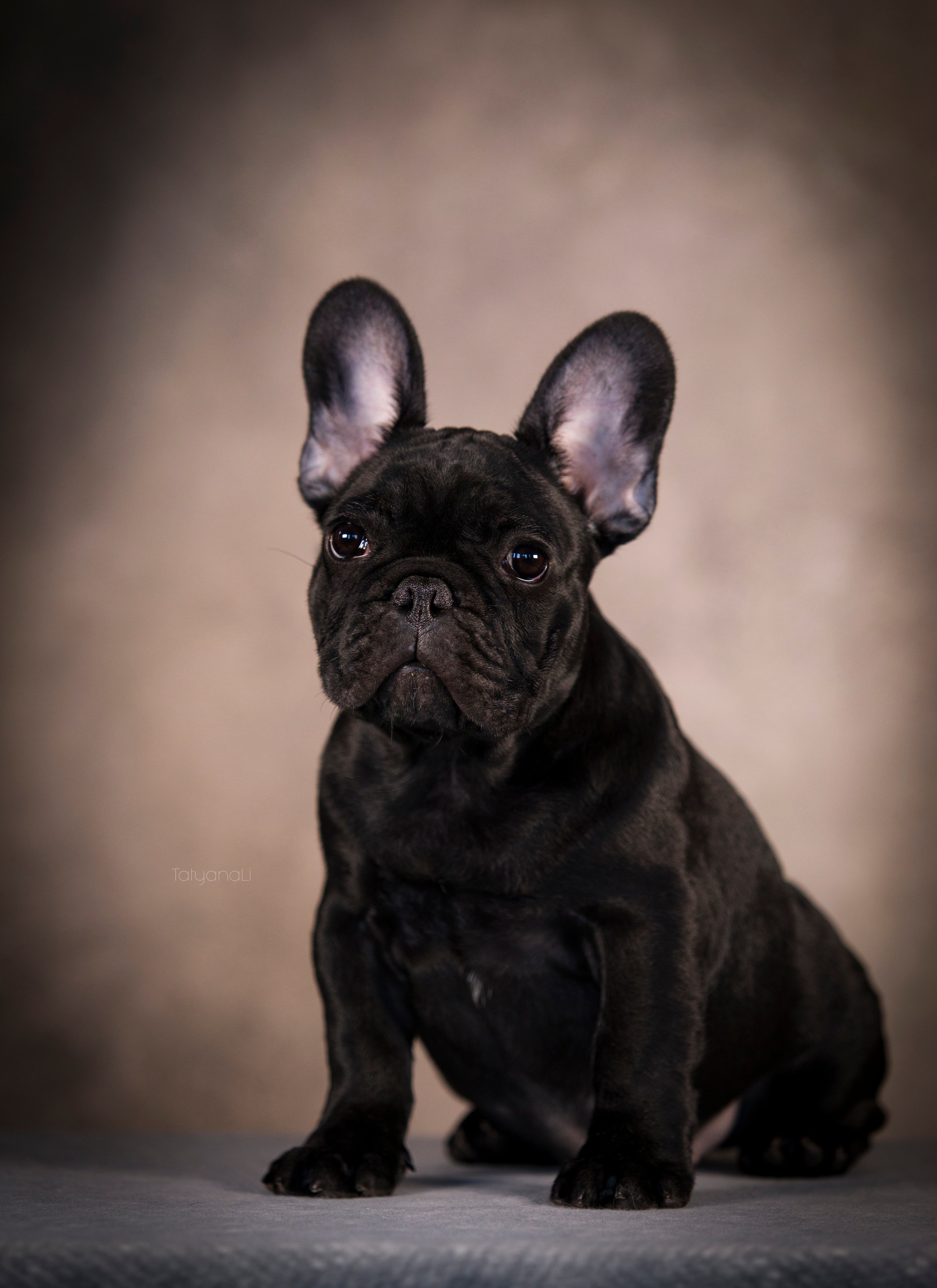 Щенки. Фотограф — анималист Татьяна Ли