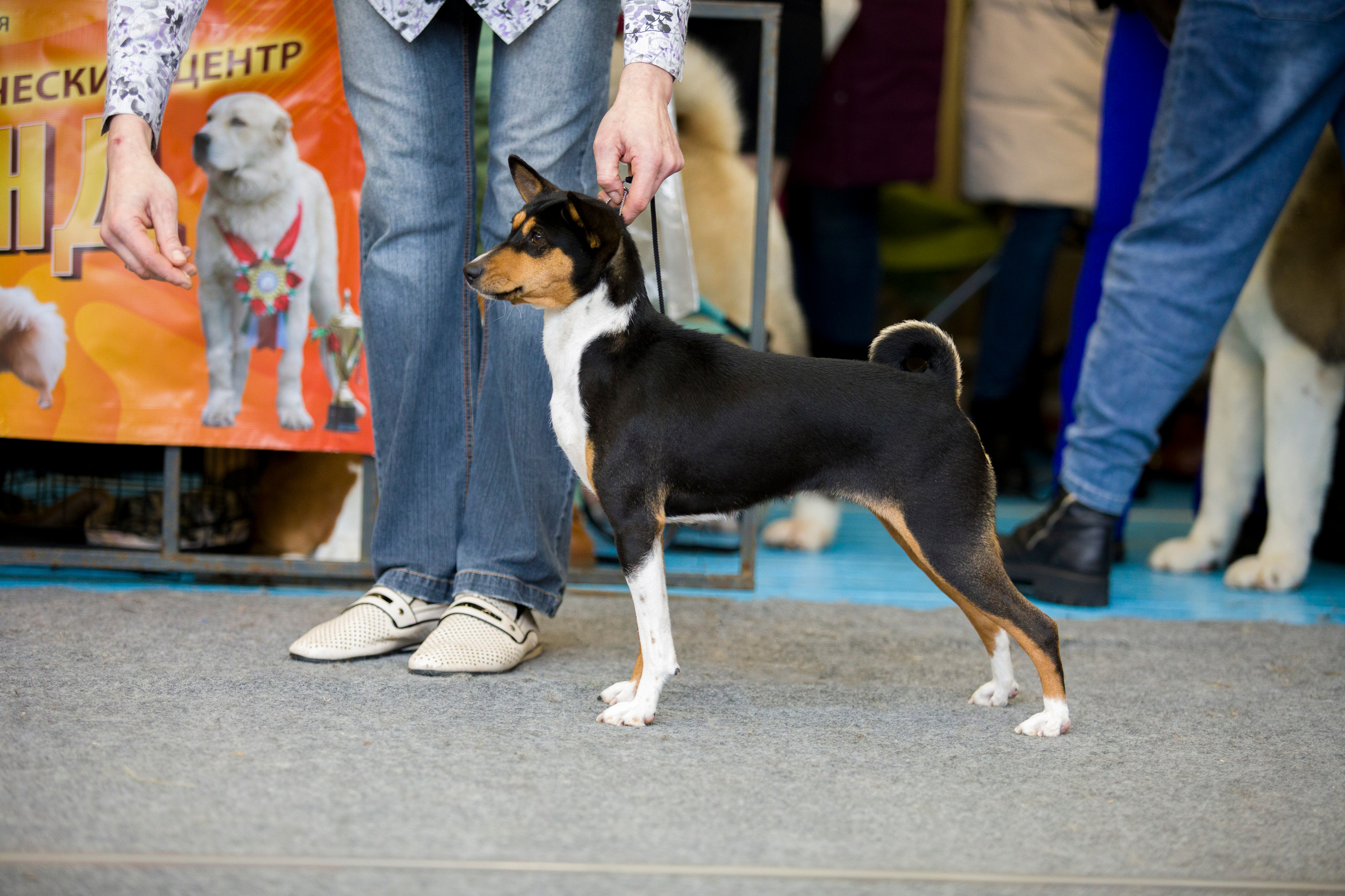 Выставки. Фотограф — анималист Татьяна Ли