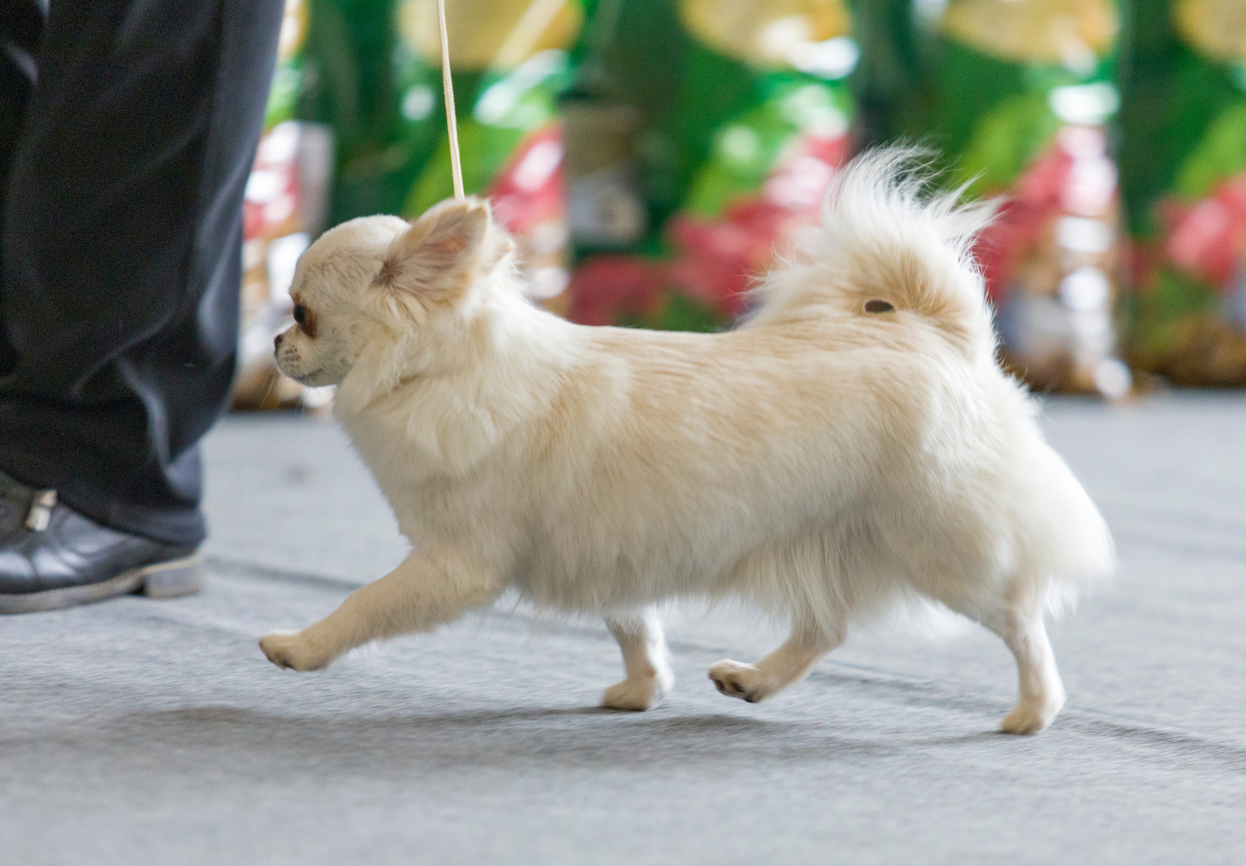 Выставки. Фотограф — анималист Татьяна Ли