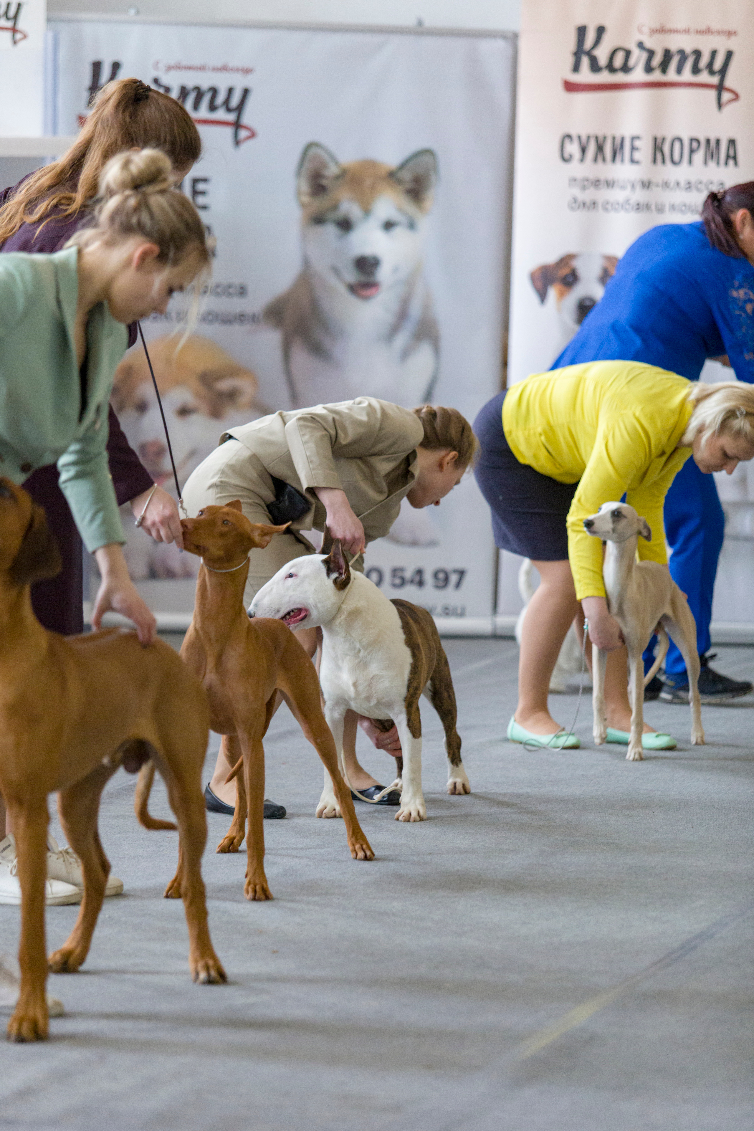 Выставки. Фотограф — анималист Татьяна Ли