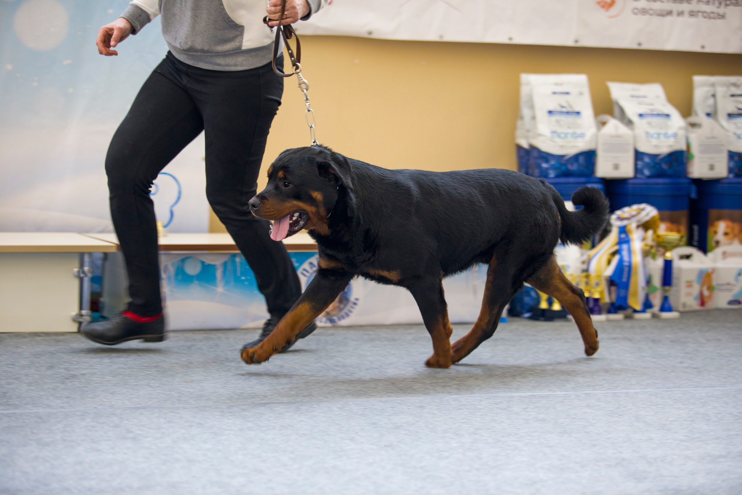 Выставки. Фотограф — анималист Татьяна Ли