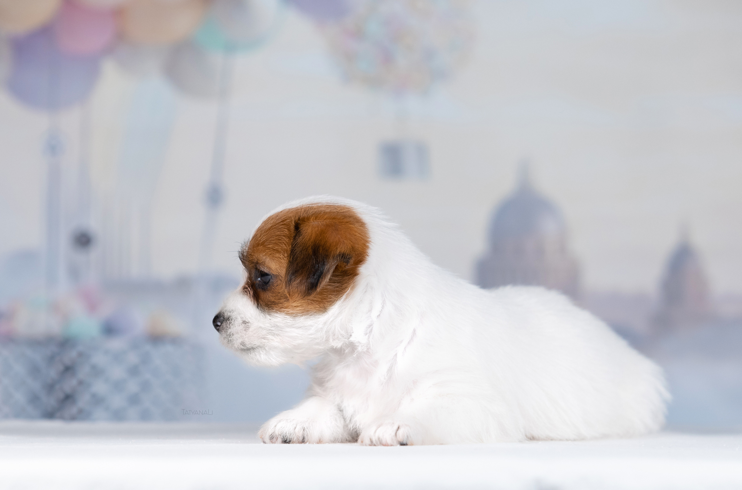 Джек-рассел-терьер. Фотограф — анималист Татьяна Ли