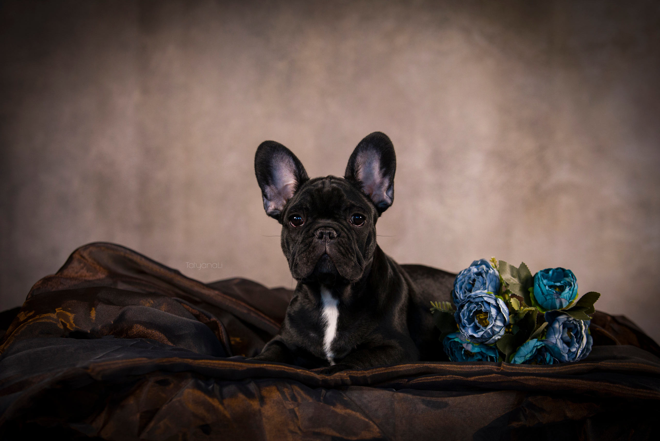 Фотограф — анималист Татьяна Ли