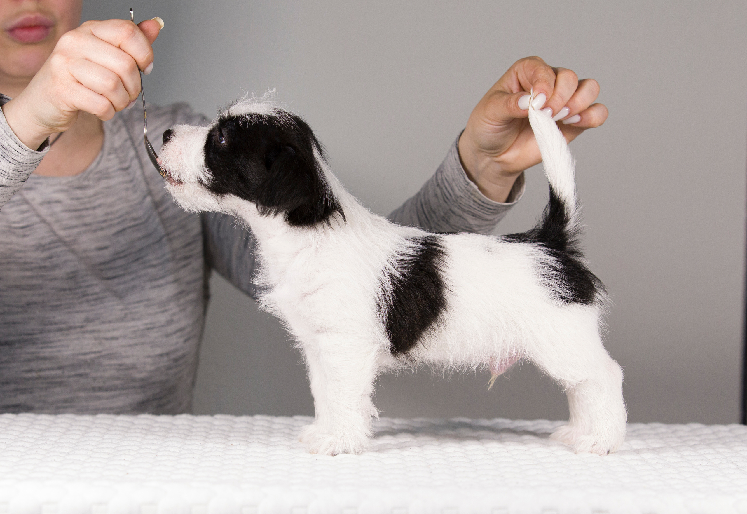 Щенки. Фотограф — анималист Татьяна Ли