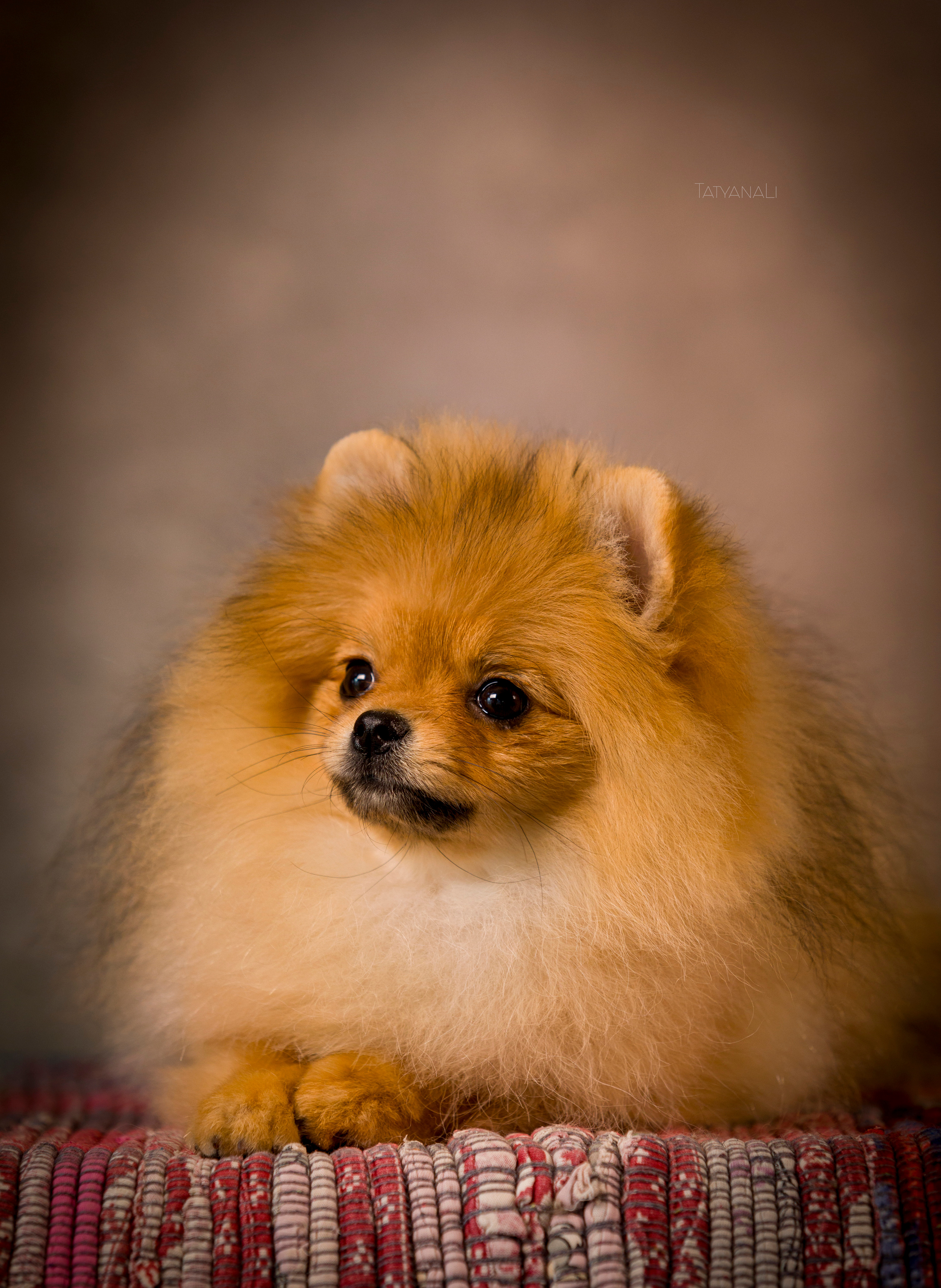 Шпиц. Фотограф — анималист Татьяна Ли