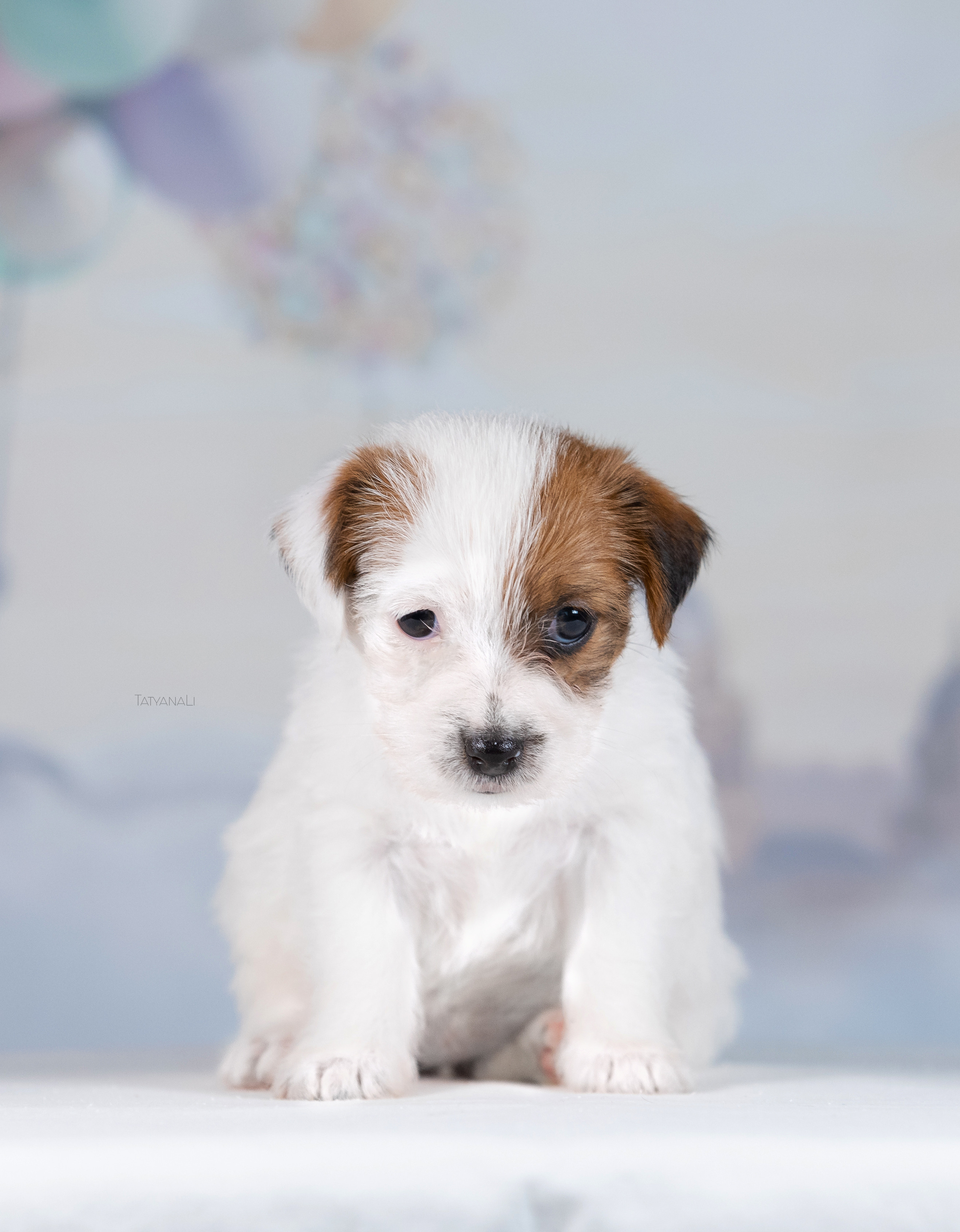 Джек-рассел-терьер. Фотограф — анималист Татьяна Ли