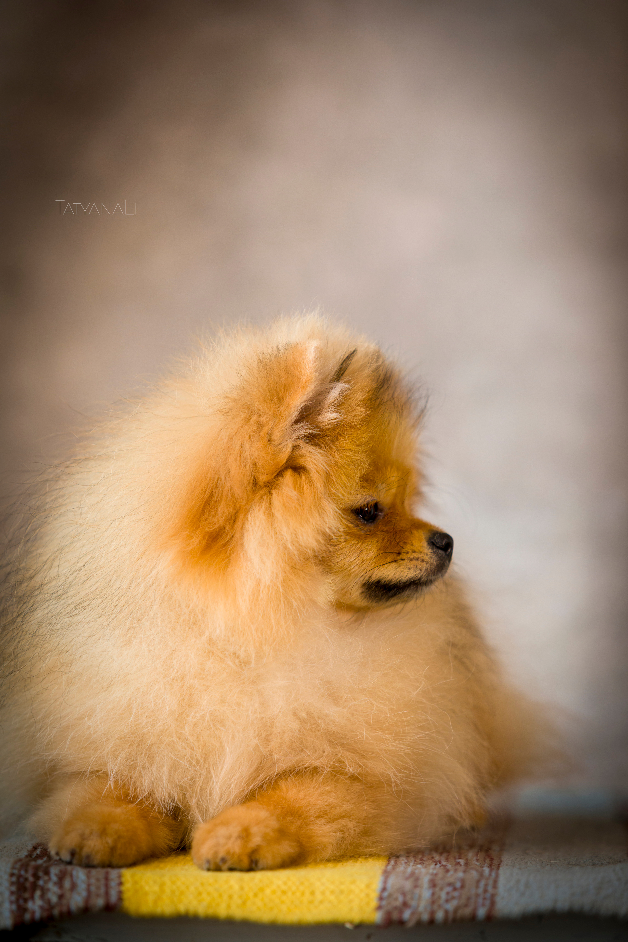 Шпиц. Фотограф — анималист Татьяна Ли