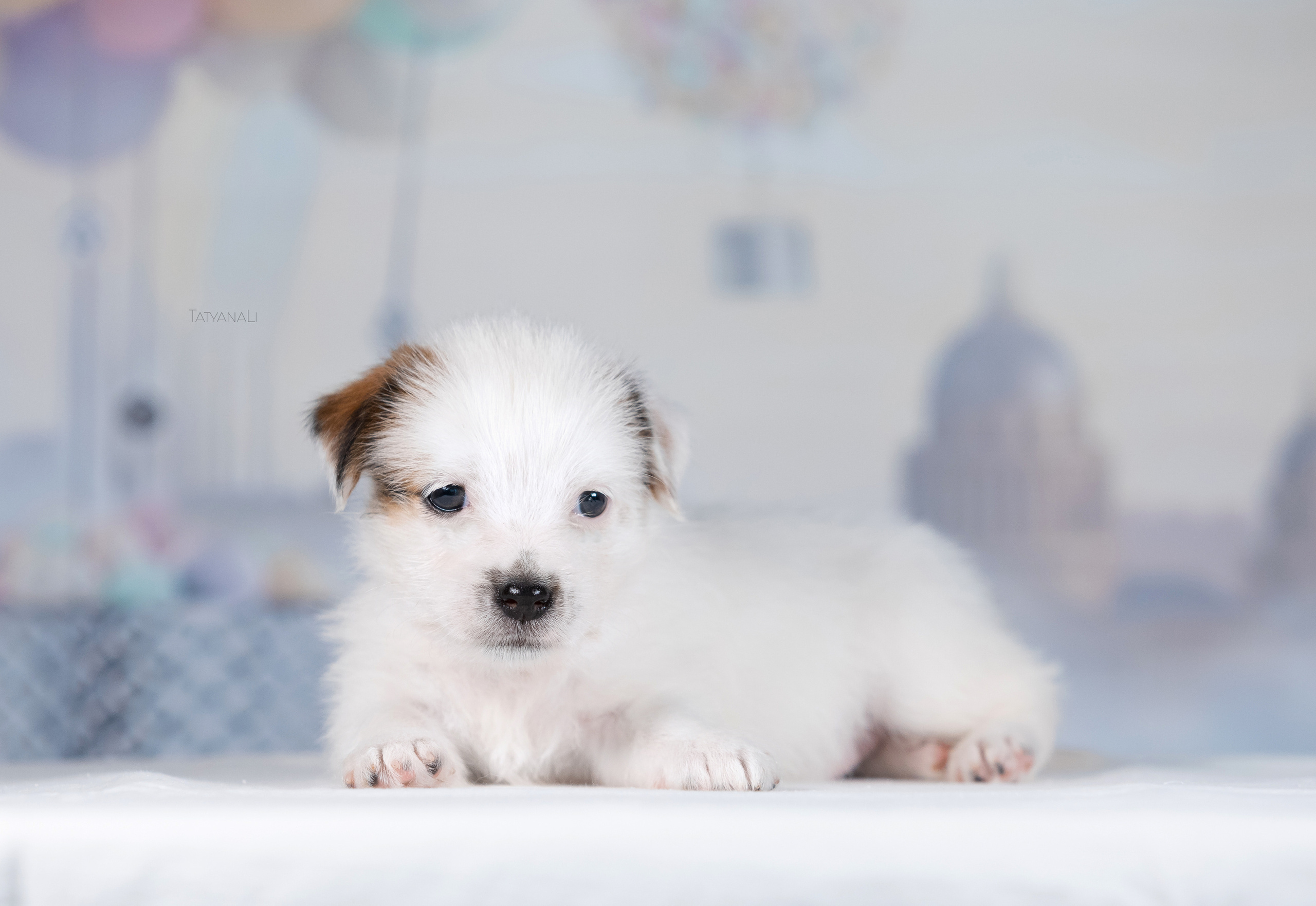 Джек-рассел-терьер. Фотограф — анималист Татьяна Ли