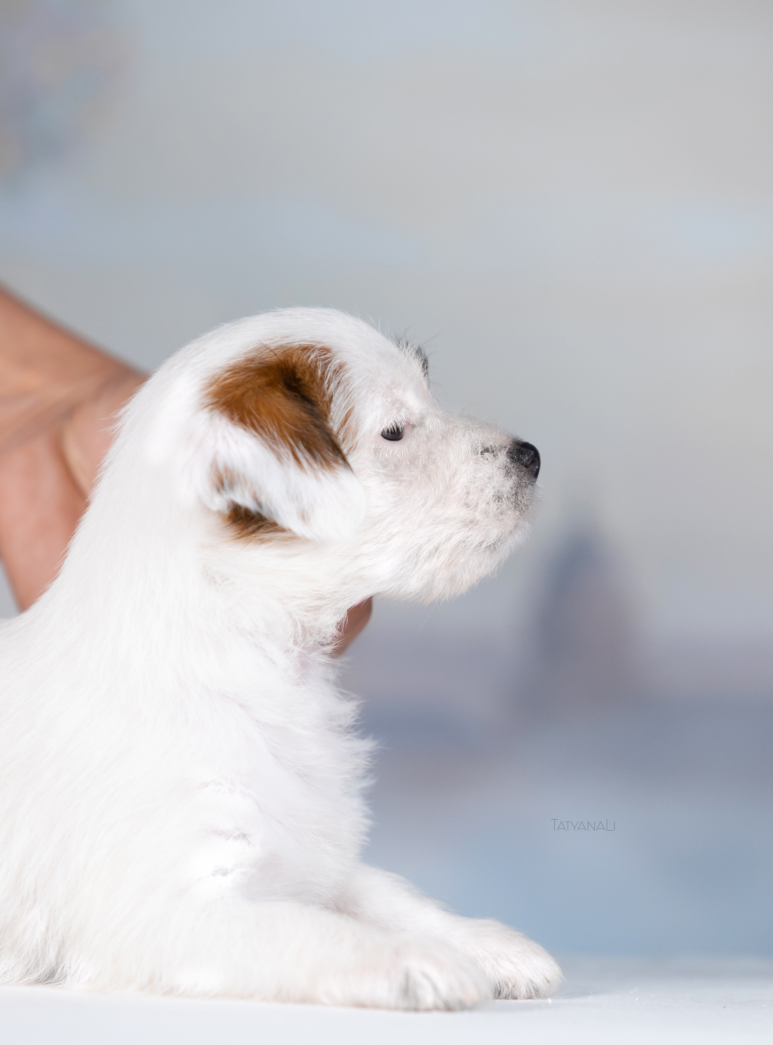 Джек-рассел-терьер. Фотограф — анималист Татьяна Ли