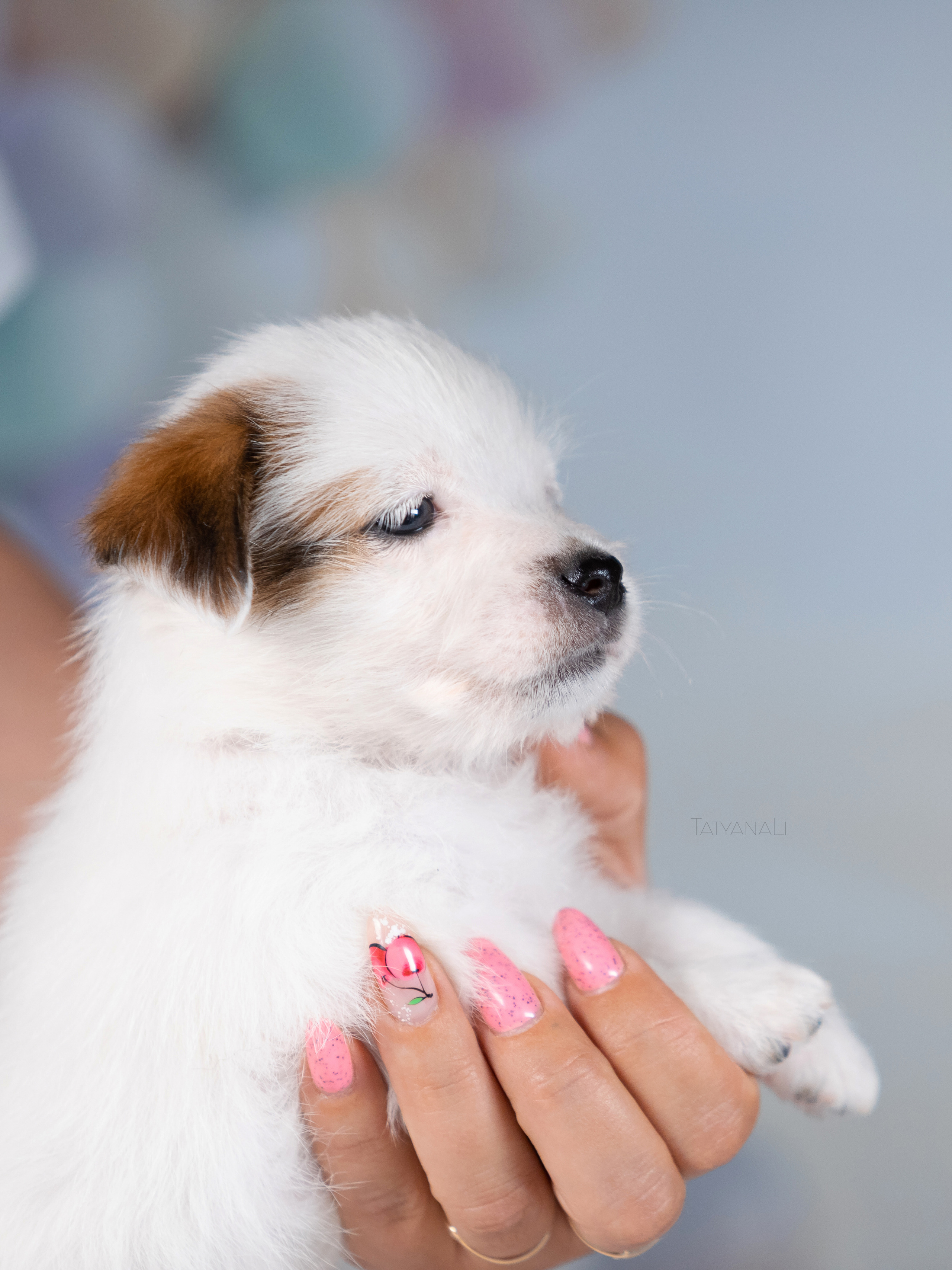 Джек-рассел-терьер. Фотограф — анималист Татьяна Ли