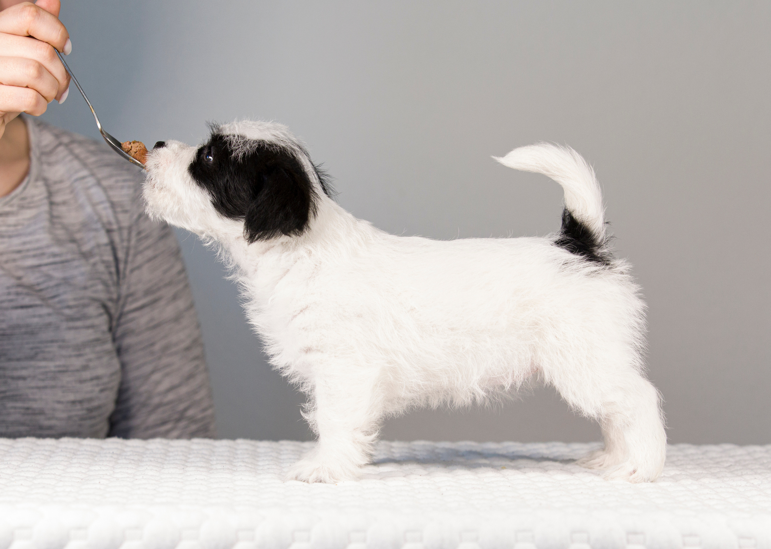 Щенки. Фотограф — анималист Татьяна Ли