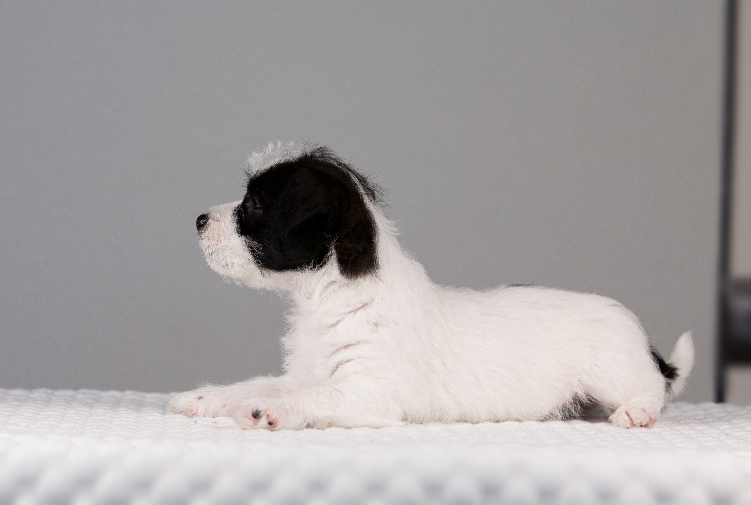 Щенки. Фотограф — анималист Татьяна Ли