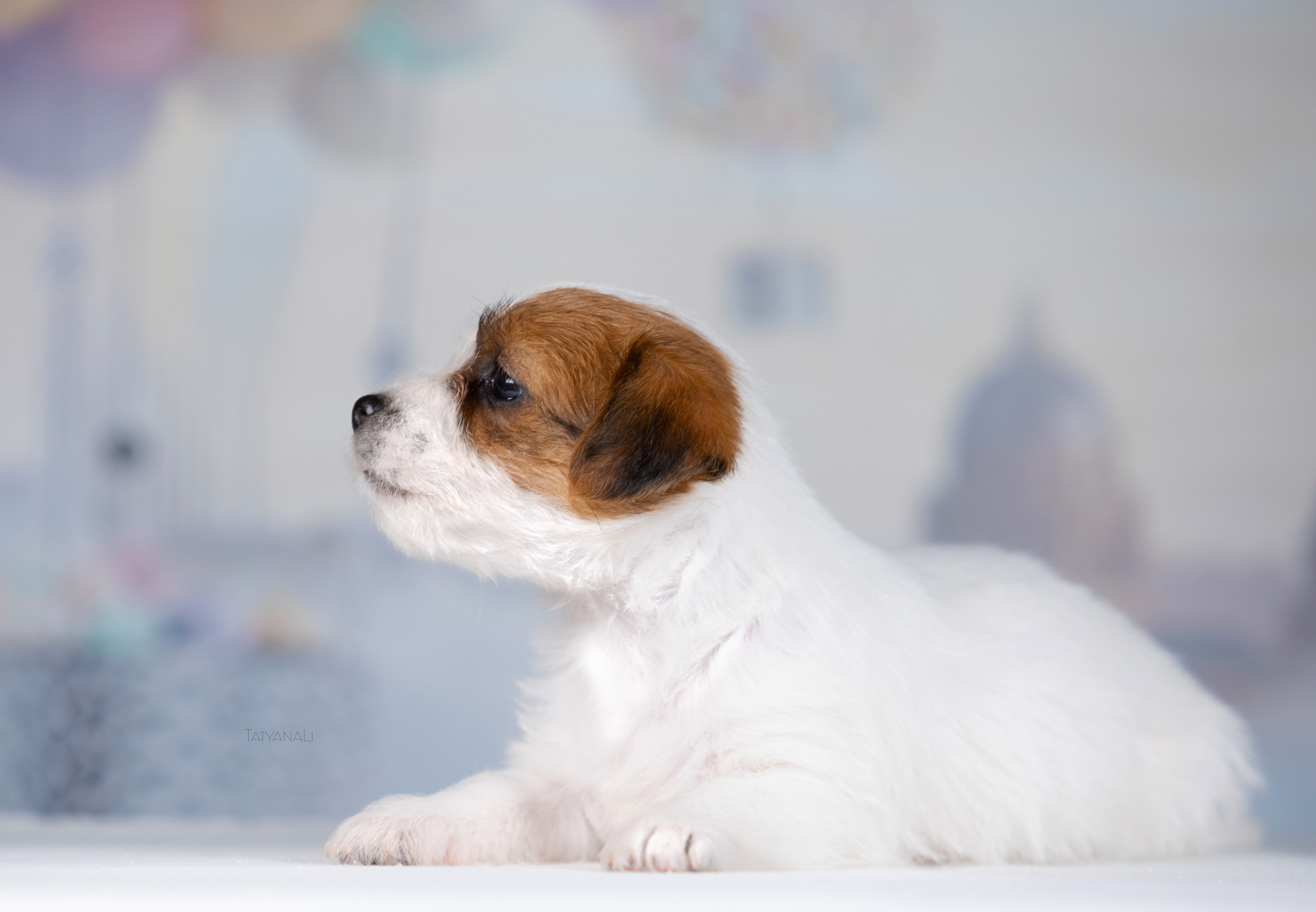 Джек-рассел-терьер. Фотограф — анималист Татьяна Ли