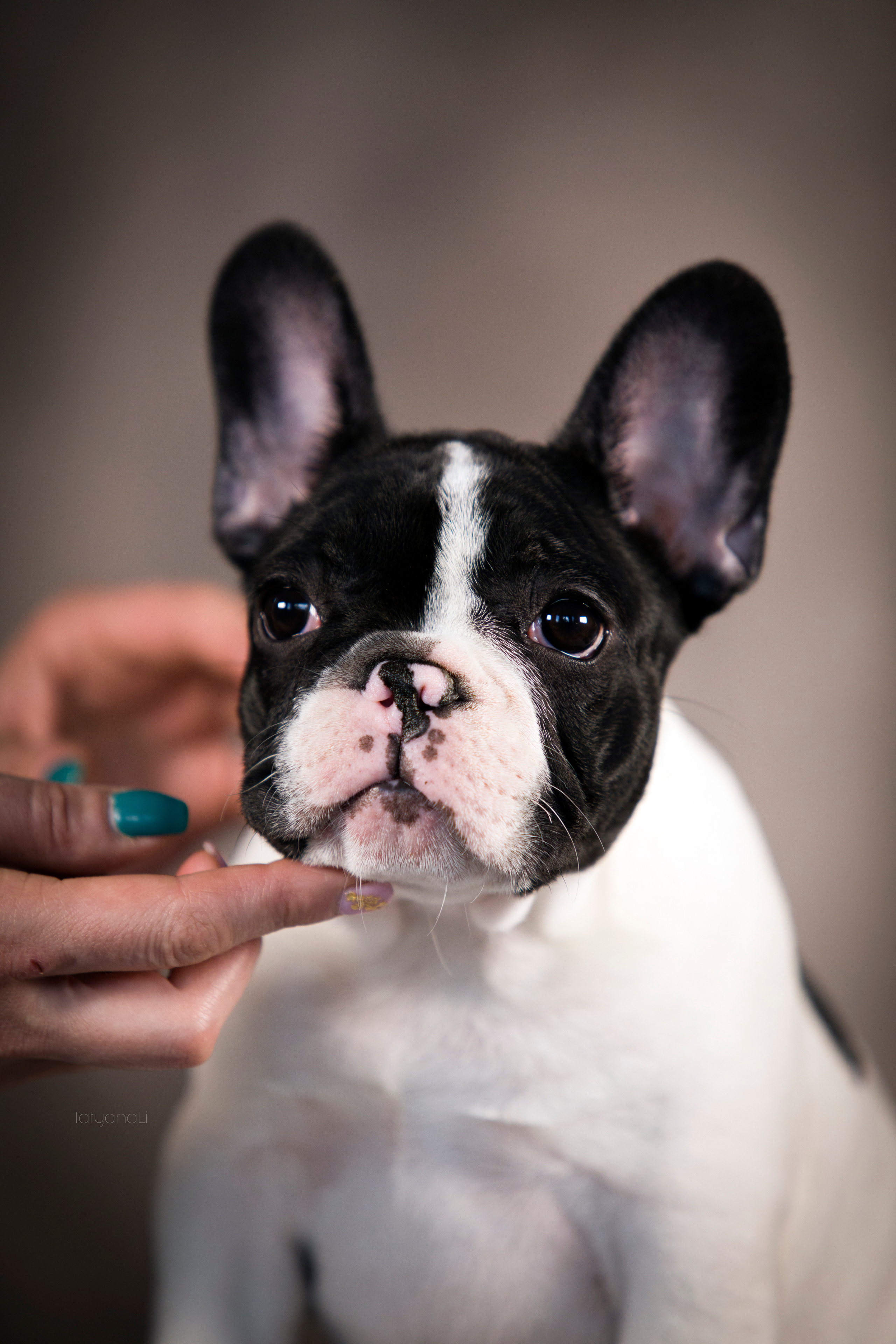 Щенки. Фотограф — анималист Татьяна Ли