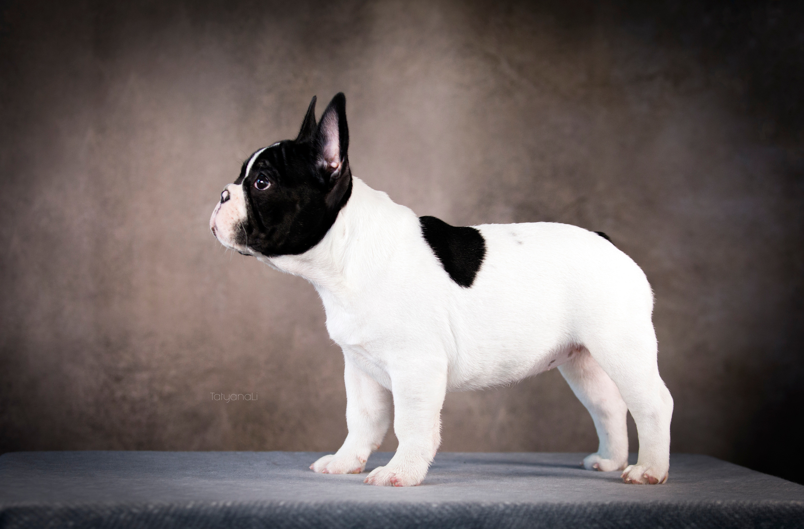 Щенки. Фотограф — анималист Татьяна Ли