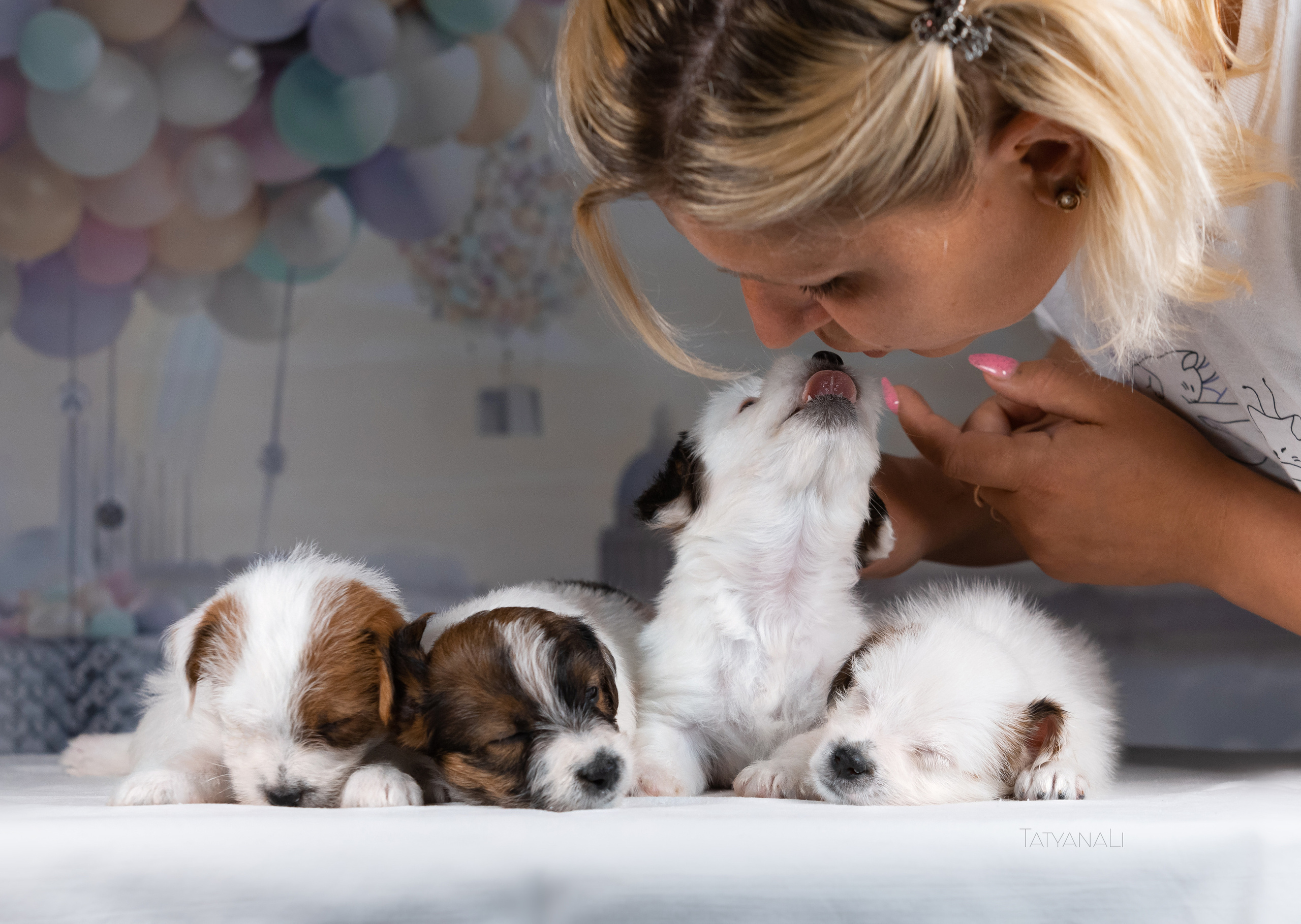 Джек-рассел-терьер. Фотограф — анималист Татьяна Ли