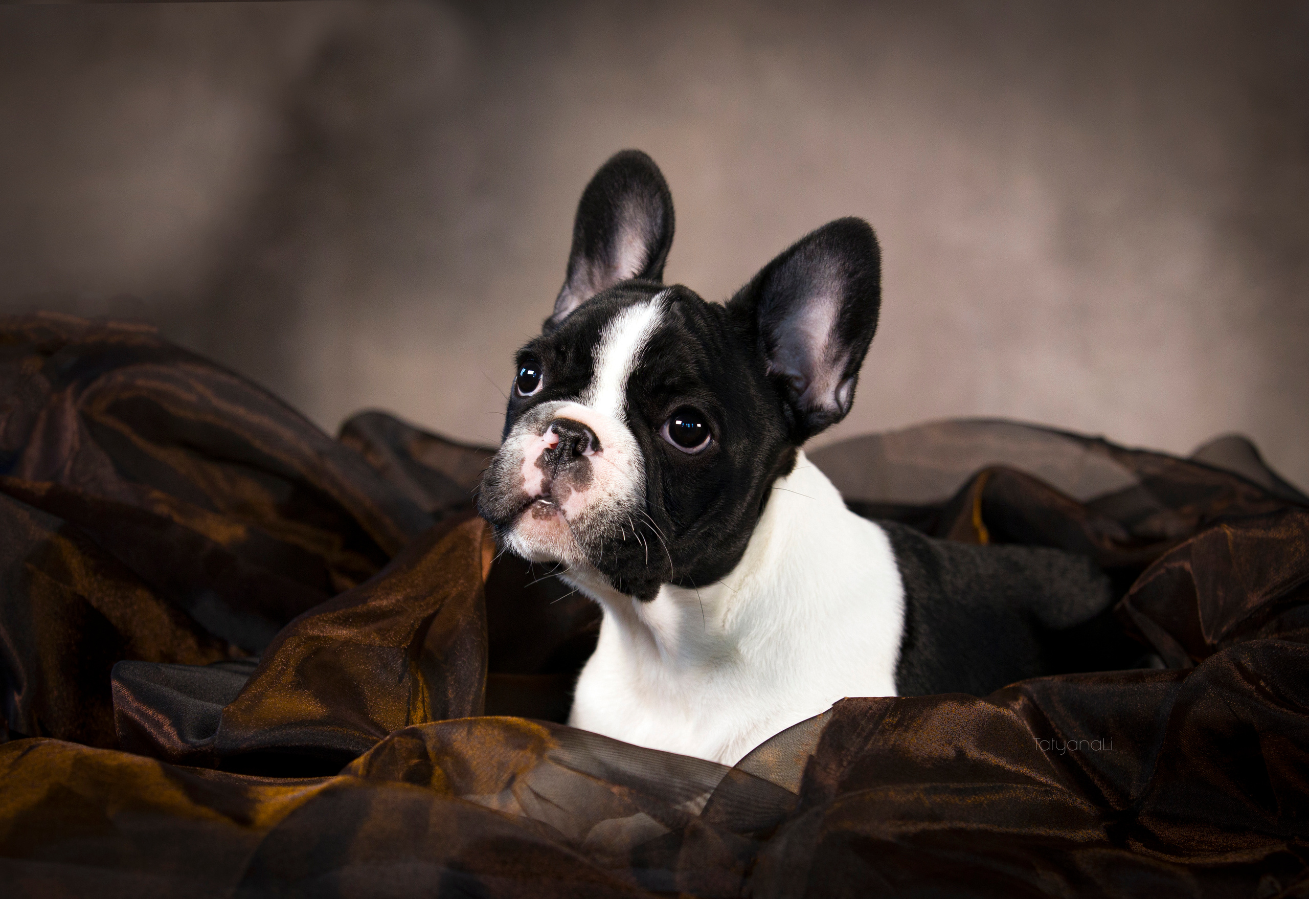 Щенки. Фотограф — анималист Татьяна Ли