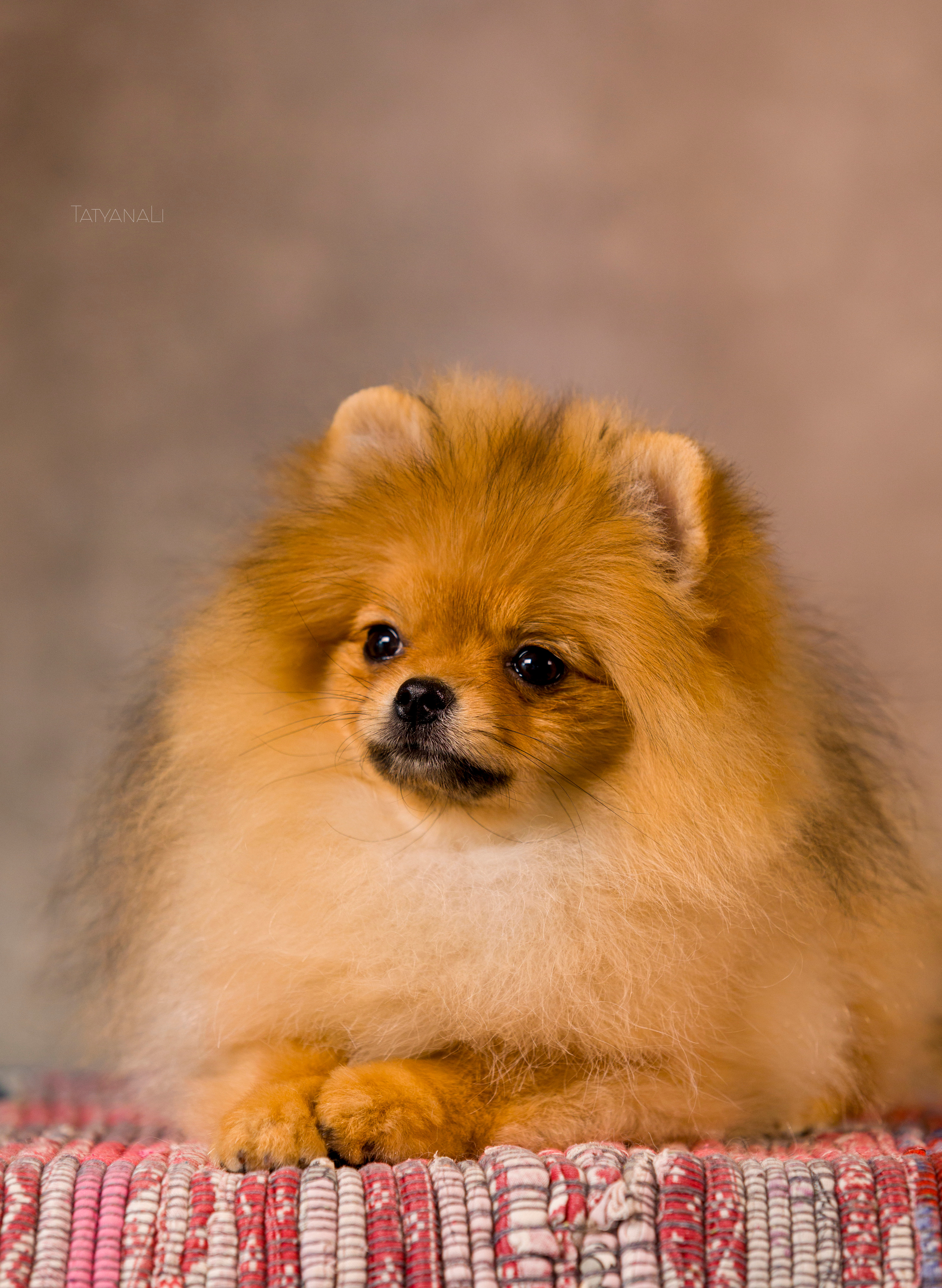 Шпиц. Фотограф — анималист Татьяна Ли