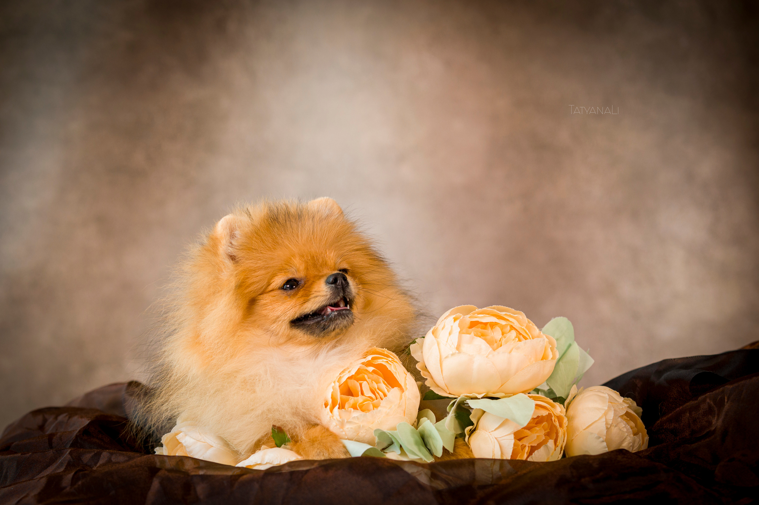 Шпиц. Фотограф — анималист Татьяна Ли