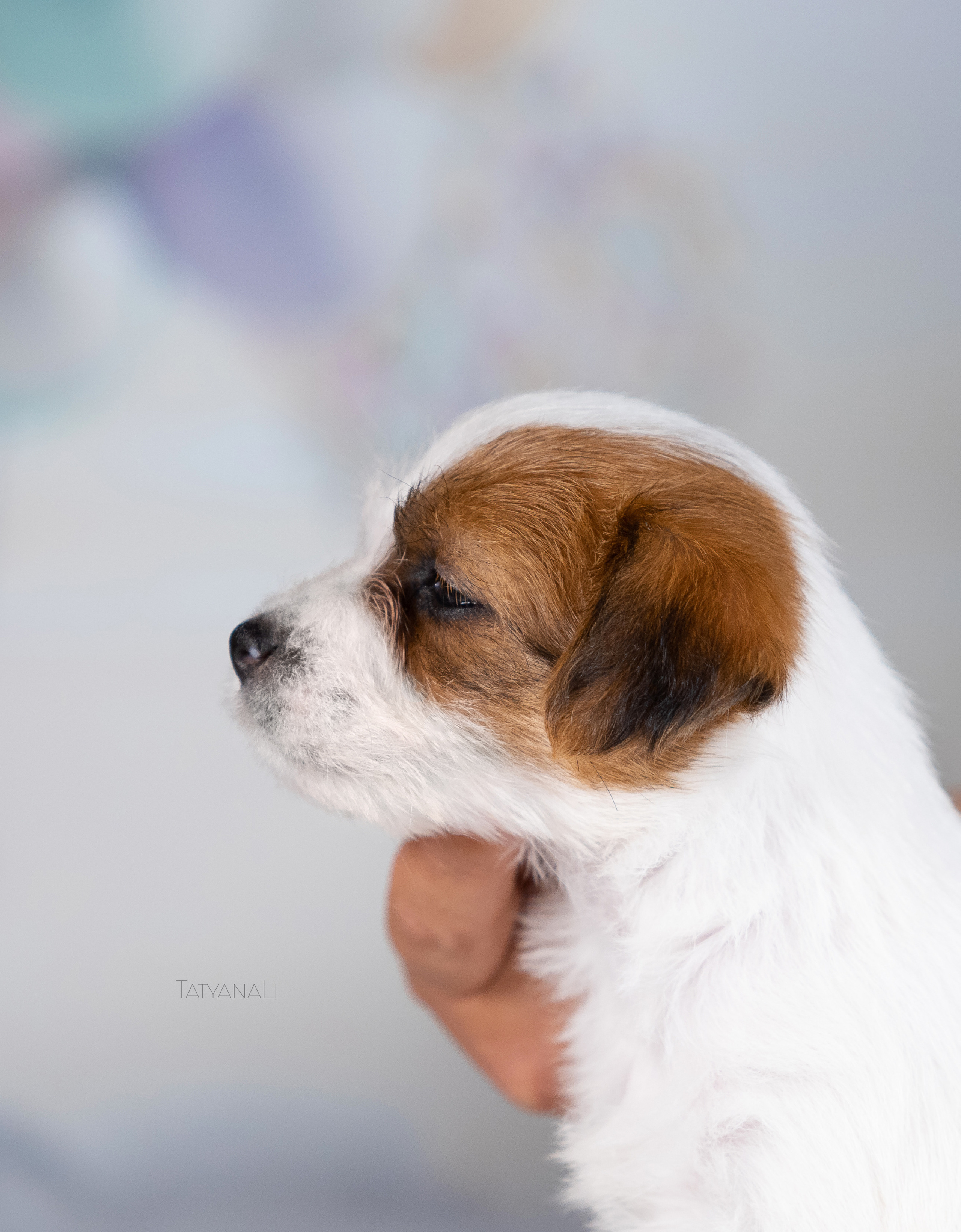 Джек-рассел-терьер. Фотограф — анималист Татьяна Ли