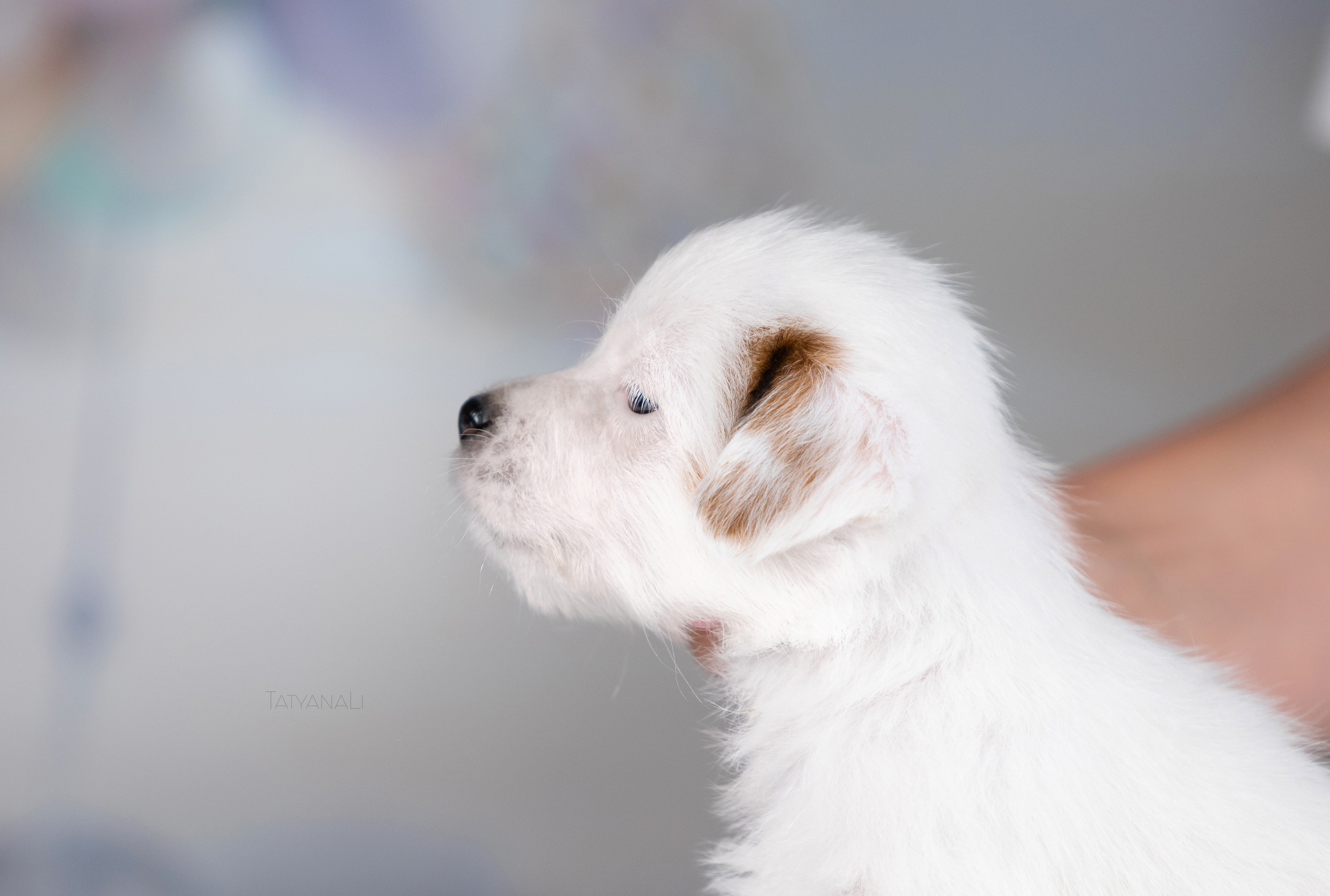 Джек-рассел-терьер. Фотограф — анималист Татьяна Ли