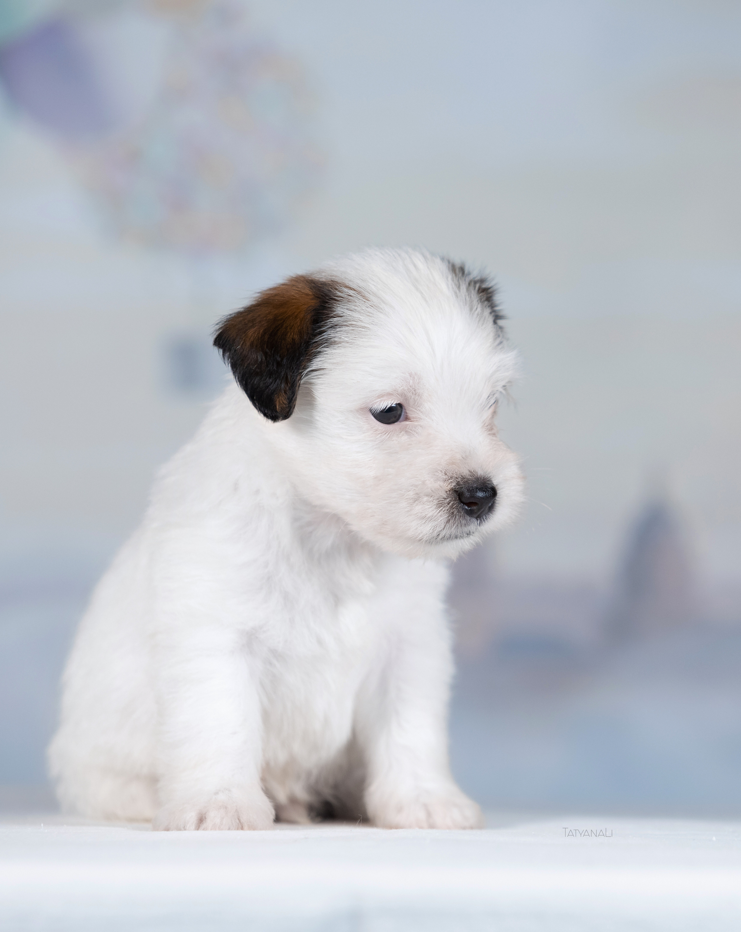 Джек-рассел-терьер. Фотограф — анималист Татьяна Ли