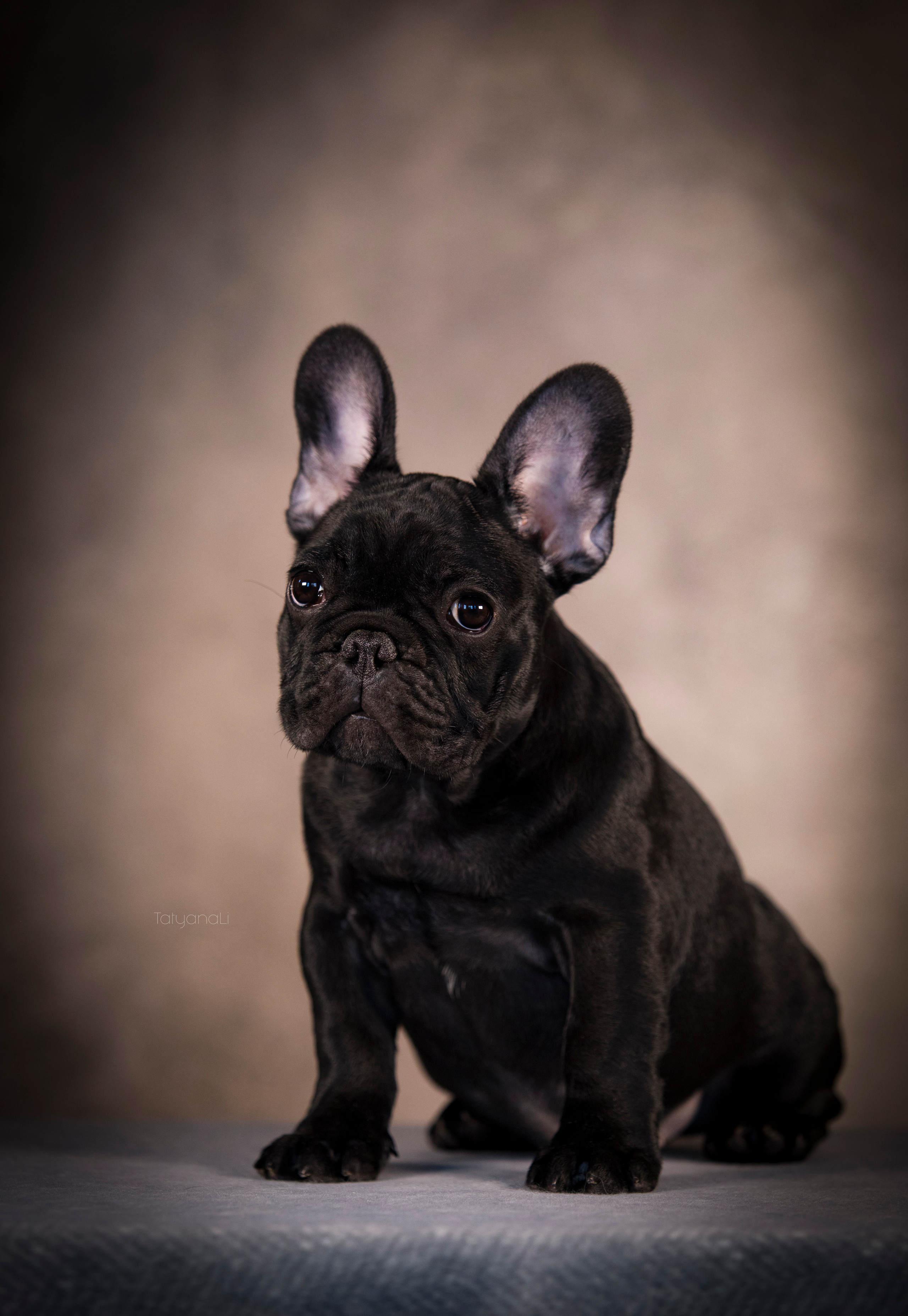 Щенки. Фотограф — анималист Татьяна Ли