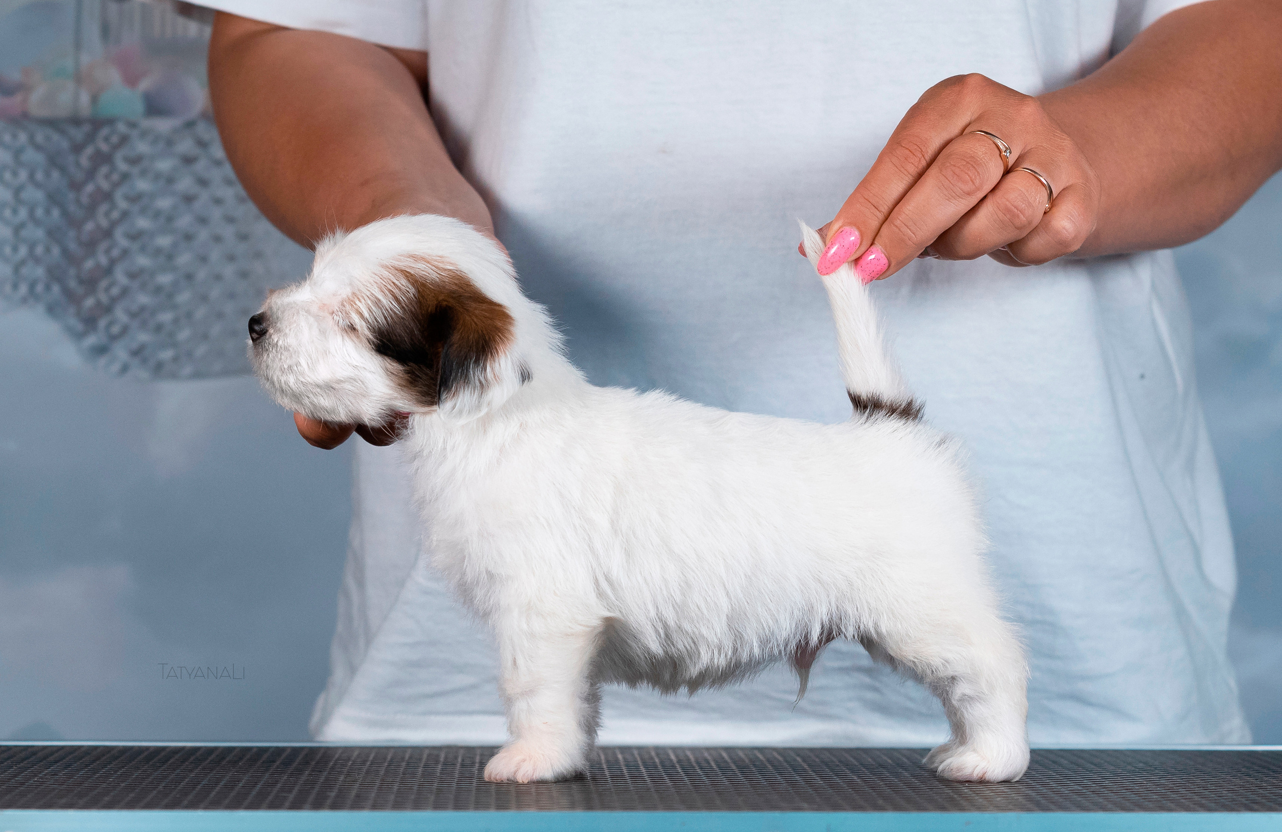 Джек-рассел-терьер. Фотограф — анималист Татьяна Ли